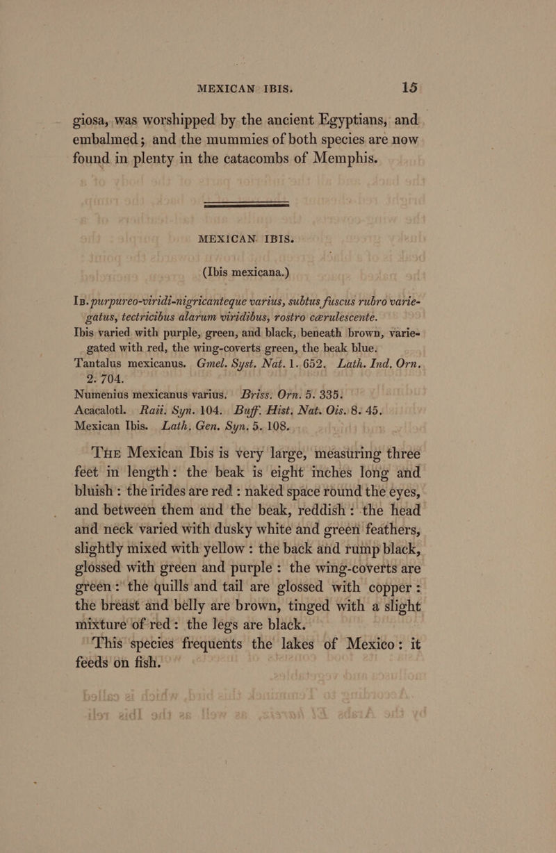 giosa, was worshipped by the ancient Egyptians, and embalmed; and the mummies of both species are now found in plenty in the catacombs of Memphis. MEXICAN. IBIS. (Ibis mexicana.) IB. purpureo-viridi-nigricanteque varius, subtus fuscus rubro varie- gatus, tectricibus alarum wiridibus, rostro cerulescente. Ibis varied with purple, green, and black, beneath brown, varie- gated with red, the wing-coverts green, the beak blue. Tantalus mexicanus. Gmel. Syst. Nat. 1.652. Lath. Ind. Orn. 2. 704. Numenius mexicanus varius. Briss. Orn. 5. 335. Acacalotl. Raz. Syn. 104. Buff. Hist. Nat. Ois. 8. 45. Mexican Ibis. Lath, Gen. Syn. 5. 108. Tue Mexican Ibis is very large, measuring three feet m length: the beak is eight inches long and bluish’: the irides are red : naked space round the eyes, and between them and the beak, reddish : the head and neck varied with dusky white and green feathers, slightly mixed with yellow : the back and rump black, glossed with green and purple: the wing-coverts are green: the quills and tail are glossed with copper : the breast and belly are brown, tinged with a slight mixture of red: the legs are black. This species frequents the lakes of Mexico: it feeds on fish.
