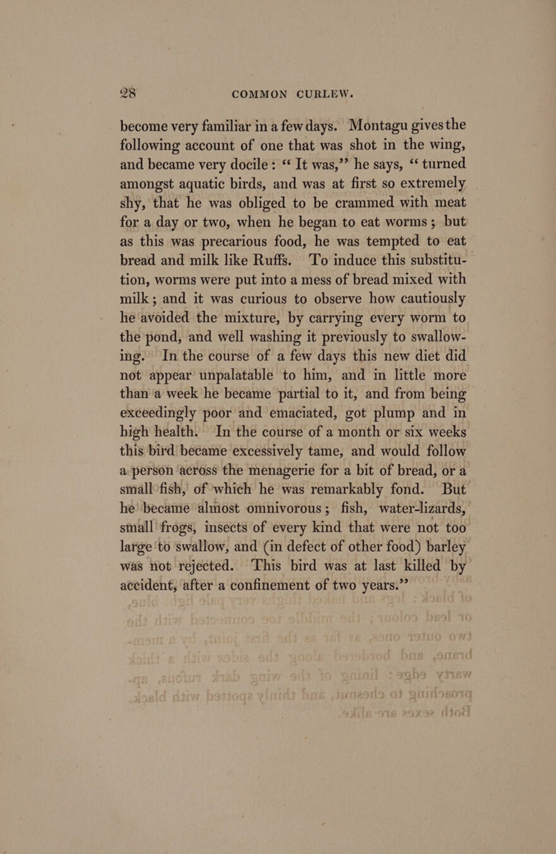 become very familiar in a few days. Montagu gives the following account of one that was shot in the wing, and became very docile: ‘ It was,” he says, ‘‘ turned amongst aquatic birds, and was at first so extremely shy, that he was obliged to be crammed with meat for a day or two, when he began to eat worms ; but as this was precarious food, he was tempted to eat bread and milk like Ruffs. To induce this substitu- tion, worms were put into a mess of bread mixed with milk; and it was curious to observe how cautiously he avoided the mixture, by carrying every worm to the pond, and well washing it previously to swallow- ing. In the course of a few days this new diet did not appear unpalatable to him, and in little more than a week he became partial to it, and from being exceedingly poor and emaciated, got plump and in high health. In the course of a month or six weeks this bird became excessively tame, and would follow a: person across the menagerie for a bit of bread, or a small fish, of which he was remarkably fond. But he became almost omnivorous; fish, water-lizards, small’ frogs, insects of every kind that were not too large ‘to swallow, and (in defect of other food) barley was not rejected. ‘This bird was at last killed by accident, after a confinement of two years.”