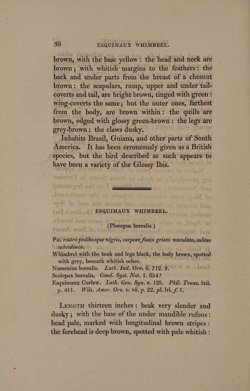 brown, with the base yellow : the head and neck are brown; with whitish margins to the feathers: the back and under parts from the breast of a chesnut brown: the scapulars, rump, upper and under tail- coverts and tail, are bright brown, tinged with green : wing-coverts the same; but the outer ones, farthest from the body, are brown within: the quills are brown, edged with glossy green-brown: the legs are grey-brown: the claws dusky. Inhabits Brazil, Guiana, and other parts of South America. It has been erroneously given as a British ‘species, but the bird described as such appears to have been a variety of the Glossy Ibis. ESQUIMAUX WHIMBREL. (Phzopus borealis.) Pu. rostro pedibusque nigris, corpore fusco griseo maculato, subtus Lochroleuco. Whimbrel, with the beak and legs black, the body brown, spotted with grey, beneath whitish ochre. Numenius borealis. Lath. Ind. Orn. ii. 712. 9. Scolopax borealis, Gmel. Syst. Nat. 1.654? Esquimaux Curlew. Lath. Gen. Syn. v. 125, Phil. Trans. Ixii. p.4ll.. Wils. Amer. Orn. »v. vil. p. 22. pl. lvi. f. 1. Lenetu thirteen inches: beak very slender and dusky ; with the base of the under mandible rufous: head pale, marked with longitudinal brown stripes : the forehead is deep brown, spotted with pale whitish :