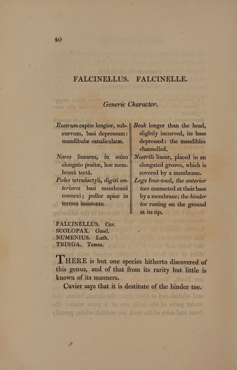 FALCINELLE. Rostrum capite longior, sub- curvum, basi depressum : mandibule canaliculatee. — sulco elongato positze, hoc mem- brana tecta. Pedes tetradactyli, digiti an- teriores basi membrana connexi; pollex apice in terram insistente. Nares lineares, in FALCINELLUS. Cuv. -SCOLOPAX. Gmel. “NUMENIUS. Lath. _'FRINGA.. Temm. Beak longer than the head, slightly incurved, its base depressed: the mandibles channelled. Nostrils linear, placed in an elongated groove, which is covered by a membrane. Legs four-toed, the anterior toes connected at their base by a membrane; the hinder toe resting on the ground at its tip. known of its manners.