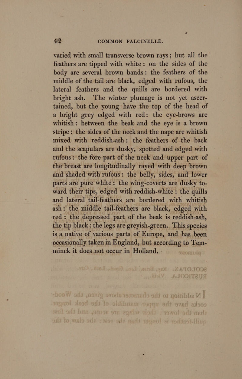 varied with small transverse brown rays; but all the feathers are tipped with white: on the sides of the body are several brown bands: the feathers of the middle of the tail are black, edged with rufous, the lateral feathers and the quills are bordered with bright ash. ‘The winter plumage is not yet ascer- tained, but the young have the top of the head of a bright grey edged with red: the eye-brows are whitish: between the beak and the eye is a brown stripe: the sides of the neck and the nape are whitish mixed with reddish-ash: the feathers of the back and the scapulars are dusky, spotted and edged with rufous: the fore part of the neck and upper part of the breast are longitudinally rayed with deep brown and shaded with rufous: the belly, sides, and lower parts are pure white: the wing-coverts are dusky to- ward their tips, edged with reddish-white : the quills and lateral tail-feathers are bordered with whitish ash: the middle tail-feathers are black, edged with red: the depressed part of the beak is reddish-ash, the tip black : the legs are greyish-green.. ‘This species is a native of various parts of Europe, and has. been occasionally taken in England, but according to Tem- minck it does not occur in Holland. -