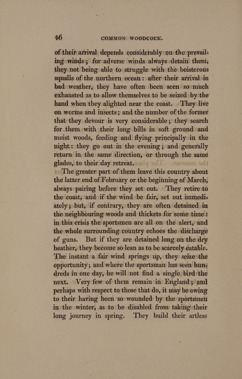 of their arrival depends considerably: on the prevail: ing winds; for adverse winds: always detain them; they not being able to struggle with the boisterous squalls of the northern ocean: after their arrivalin bad. weather, they have often been seen’ so:much exhausted as to allow themselves to be seized by the hand when they alighted near the coast. . They live on worms and insects; and the number of the former that they devour is very considerable; they search for them with their long bills in soft ground and moist woods, feeding and flying principally in the night : they go out in the evening; and generally return in. the same direction, or through the same glades, to their day retreat. The greater part of them leave this country abotit the latter end of February or the beginning of March, always’ pairing before’ they set out. They retire:to the: coast; and if the: wind be fair, set out immedi- ately 5 but, if contrary, they are often detained: in the neighbouring woods and thickets for some time : in thiscrisis the sportsmen are all on the ‘alert;and the: whole surrounding country echoes the: discharge of guns. But if they are detained long on the dry heather, they become so lean as to be scarcely eatable. The instant a fair wind springs up, they: seize:the opportunity ; and where the sportsman has‘seen' hun: dreds in one day, he will not find a single: bird: the next. Very few of them remain in’ England; and perhaps with respect to those that do, it may be ‘owing to their having been so wounded by the’ sportsmen in the winter, as to be disabled from: taking ‘their long journey in spring. ‘They build their artless
