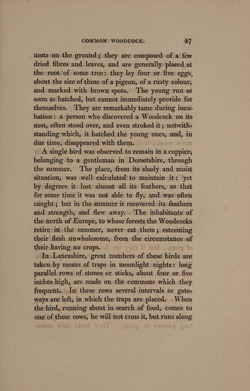 nests‘on) the ground; they are composed: ofi a few dried fibres and leaves, and are generally: placed. at the root of some tree: they lay four or five eggs, about the size of those of a pigeon, of a rusty: colour, and: marked with brown spots. ‘The young run. as soon as hatched, but cannot immediately provide for themselves. ‘They are remarkably tame during incu- bation : a person who discovered a Woodcock on its nest, often stood over, and even stroked it ; notwith- standing which, it hatched the young ones, and, in due time, disappeared with them. A single bird was observed to remain in a coppice; belonging to.a gentleman in Dorsetshire, through the summer. The place, from its shady and moist situation, was well calculated to maintain it: yet by degrees: it lost: almost all its: feathers, so: that for some time it was not able to fly, and: was’ often caught; but m the summer it recovered: its’ feathers and strength, and flew away. ‘The inhabitants of the north of Europe, to whose forests the Woodcocks retire inthe summer, never eat them ; esteeming their flesh unwholesome, from the circumstance: of their, having no crops. : ‘In; Laneashire, great numbers of these’ bind are talon: by means of traps in moonlight nights: lone parallel, rows’ of stones or sticks, about four or five inches high; are made on the commons which they frequents, In these rows several intervals or gate- ways are left; in which the traps are placed. When the bird; running about in search of food, comes to one of these rows, he will not cross it, but runs along