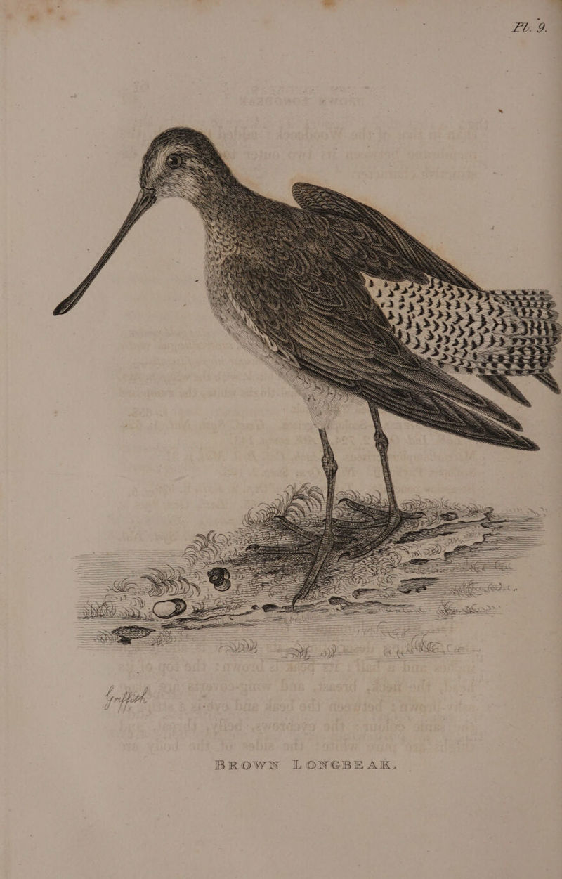BROWN LONGBEAK.