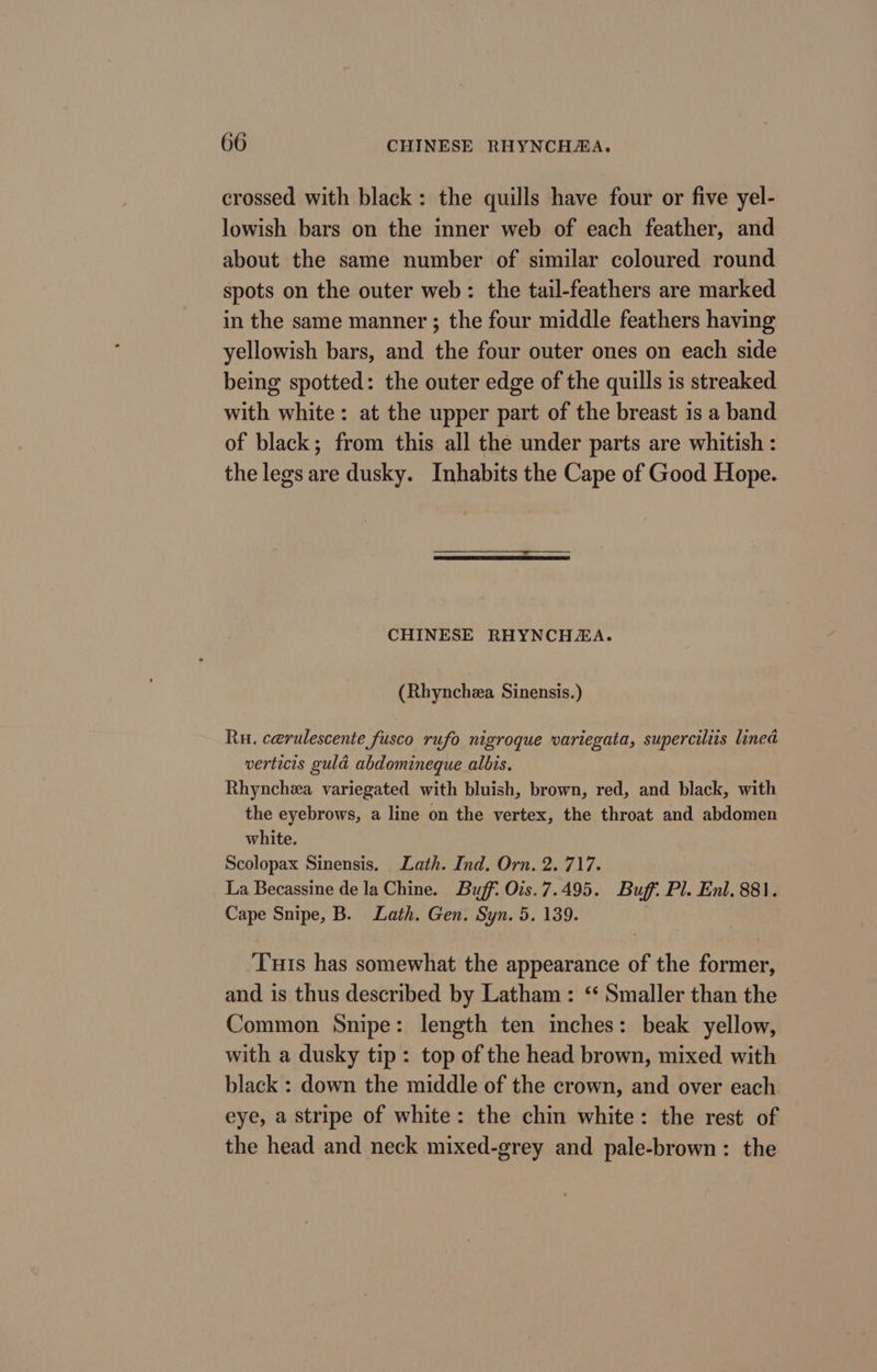 crossed with black: the quills have four or five yel- lowish bars on the inner web of each feather, and about the same number of similar coloured round spots on the outer web: the tail-feathers are marked in the same manner ; the four middle feathers having yellowish bars, and the four outer ones on each side being spotted: the outer edge of the quills is streaked with white: at the upper part of the breast is a band of black; from this all the under parts are whitish : the legs are dusky. Inhabits the Cape of Good Hope. CHINESE RHYNCHAA. (Rhynchea Sinensis.) Ru. cerulescente fusco rufo nigroque variegata, superciliis lined verticis guld abdomineque albis. Rhyncheea variegated with bluish, brown, red, and black, with the eyebrows, a line on the vertex, the throat and abdomen white. Scolopax Sinensis. Lath. Ind. Orn. 2. 717. La Becassine de la Chine. Buff: Ois.7.495. Buff. Pl. Enl. 881. Cape Snipe, B. Lath. Gen. Syn. 5. 139. Tuts has somewhat the appearance of the former, and is thus described by Latham: ‘ Smaller than the Common Snipe: length ten inches: beak yellow, with a dusky tip: top of the head brown, mixed with black : down the middle of the crown, and over each eye, a stripe of white: the chin white: the rest of the head and neck mixed-grey and pale-brown: the