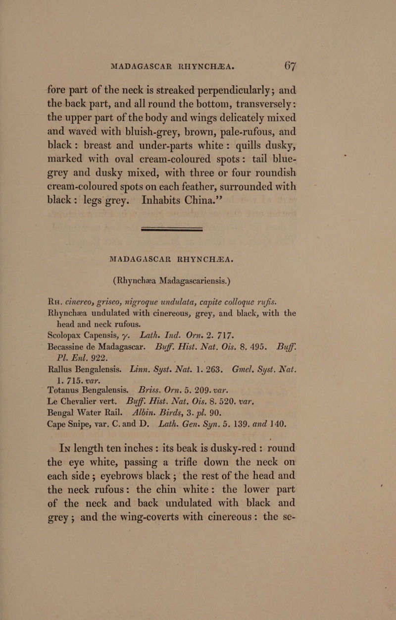 fore part of the neck is streaked perpendicularly; and the back part, and all round the bottom, transversely : the upper part of the body and wings delicately mixed and waved with bluish-grey, brown, pale-rufous, and black : breast and under-parts white: quills dusky, marked with oval cream-coloured spots: tail blue- grey and dusky mixed, with three or four roundish cream-coloured spots on each feather, surrounded with black: legs grey. Inhabits China.” MADAGASCAR RHYNCHZA. (Rhynchea Madagascariensis.) Ru. cinereo, griseo, nigroque undulata, capite colloque rufis. Rhynchea undulated with cinereous, grey, and black, with the head and neck rufous. Scolopax Capensis, y. Lath. Ind. Orn. 2. 717. Becassine de Madagascar. Buff. Hist. Nat. Ois. 8.495. Buff: Pl. Enl, 922. Rallus Bengalensis. Linn. Syst. Nat. 1. 263. Gmel. Syst. Nat. 1. 715. var. Totanus Bengalensis. Briss. Orn. 5. 209. var. Le Chevalier vert. Buff: Hist. Nat. Ois. 8.520. var. Bengal Water Rail. Albin. Birds, 3. pl. 90. Cape Snipe, var.C.and D. Lath. Gen. Syn. 5. 139. and 140. In length ten inches : its beak is dusky-red : round the eye white, passing a trifle down the neck on each side; eyebrows black ; the rest of the head and the neck rufous: the chin white: the lower part of the neck and back undulated with black and grey ; and the wing-coverts with cinereous: the se-