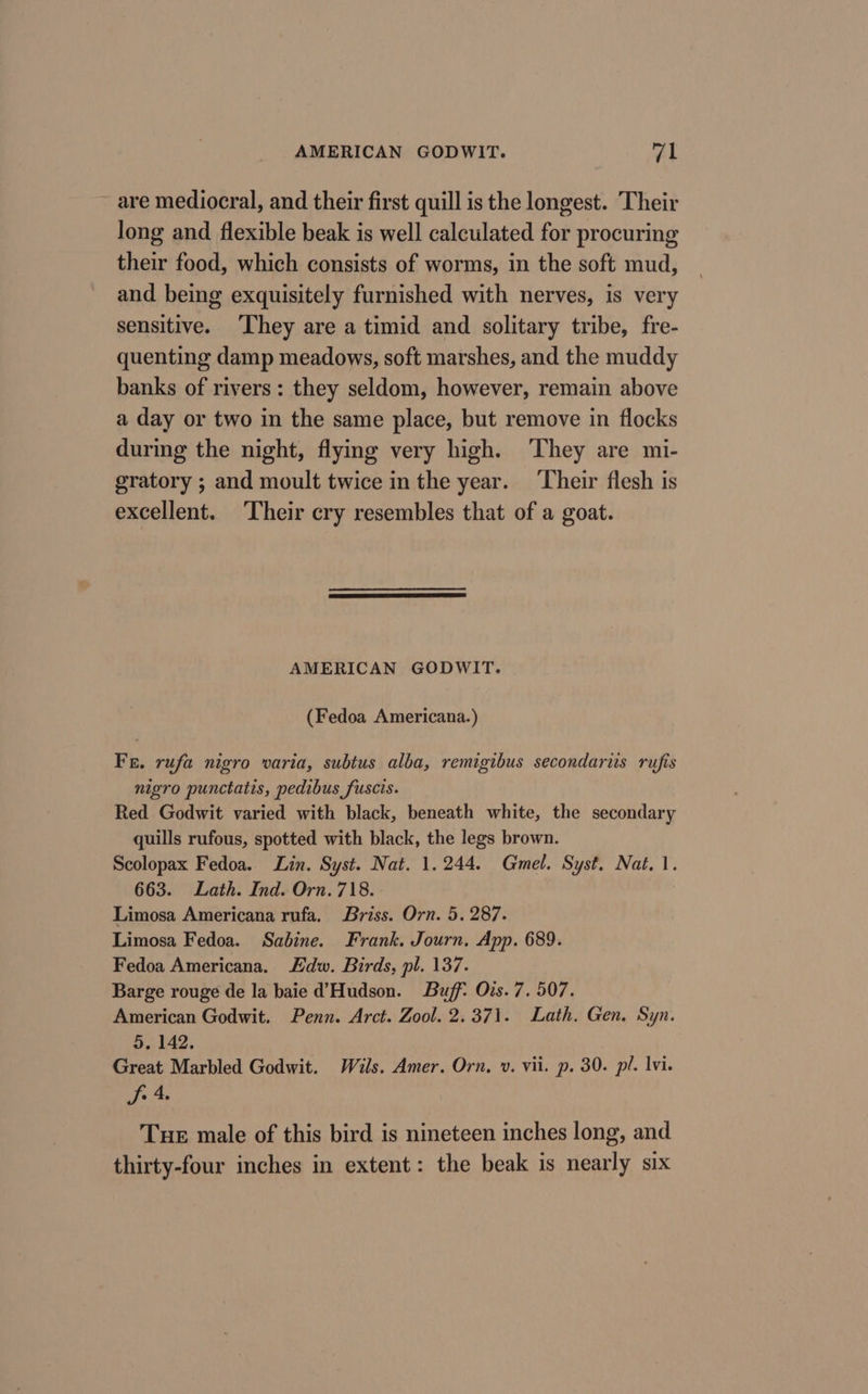 are mediocral, and their first quill is the longest. Their long and flexible beak is well calculated for procuring their food, which consists of worms, in the soft mud, and being exquisitely furnished with nerves, is very sensitive. ‘hey are a timid and solitary tribe, fre- quenting damp meadows, soft marshes, and the muddy banks of rivers: they seldom, however, remain above a day or two in the same place, but remove in flocks during the night, flying very high. ‘They are mi- gratory ; and moult twice in the year. ‘Their flesh is excellent. Their cry resembles that of a goat. AMERICAN GODWIT. (Fedoa Americana.) Fr. rufa nigro varia, subtus alba, remigibus secondaris rufis nigro punctatis, pedibus fuscis. Red Godwit varied with black, beneath white, the secondary quills rufous, spotted with black, the legs brown. Scolopax Fedoa. Lin. Syst. Nat. 1.244. Gmel. Syst. Nat. 1. 663. Lath. Ind. Orn. 718. Limosa Americana rufa. Briss. Orn. 5. 287. Limosa Fedoa. Sabine. Frank. Journ, App. 689. Fedoa Americana. Edw. Birds, pl. 137. Barge rouge de la baie d’Hudson. Buff: Ois. 7. 507. American Godwit. Penn. Arct. Zool. 2.371. Lath. Gen. Syn. 5. 142. Great Marbled Godwit. Wils. Amer. Orn. v. vii. p. 30. pl. vi. fie Tue male of this bird is nineteen inches long, and thirty-four inches in extent: the beak is nearly six