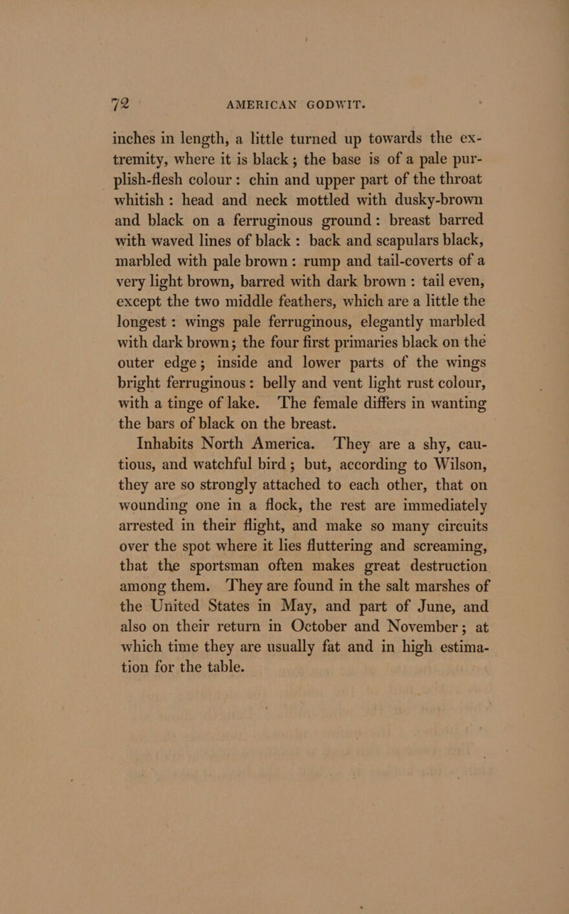inches in length, a little turned up towards the ex- tremity, where it is black ; the base is of a pale pur- _ plish-flesh colour: chin and upper part of the throat whitish : head and neck mottled with dusky-brown and black on a ferruginous ground: breast barred with waved lines of black : back and scapulars black, marbled with pale brown: rump and tail-coverts of a very light brown, barred with dark brown : tail even, except the two middle feathers, which are a little the longest : wings pale ferruginous, elegantly marbled with dark brown; the four first primaries black on the outer edge; inside and lower parts of the wings bright ferrugmous: belly and vent light rust colour, with a tinge of lake. ‘The female differs in wanting the bars of black on the breast. Inhabits North America. ‘They are a shy, cau- tious, and watchful bird; but, according to Wilson, they are so strongly attached to each other, that on wounding one in a flock, the rest are immediately arrested in their flight, and make so many circuits over the spot where it lies fluttering and screaming, that the sportsman often makes great destruction among them. ‘They are found in the salt marshes of the United States in May, and part of June, and also on their return in October and November; at which time they are usually fat and in high estima- tion for the table.