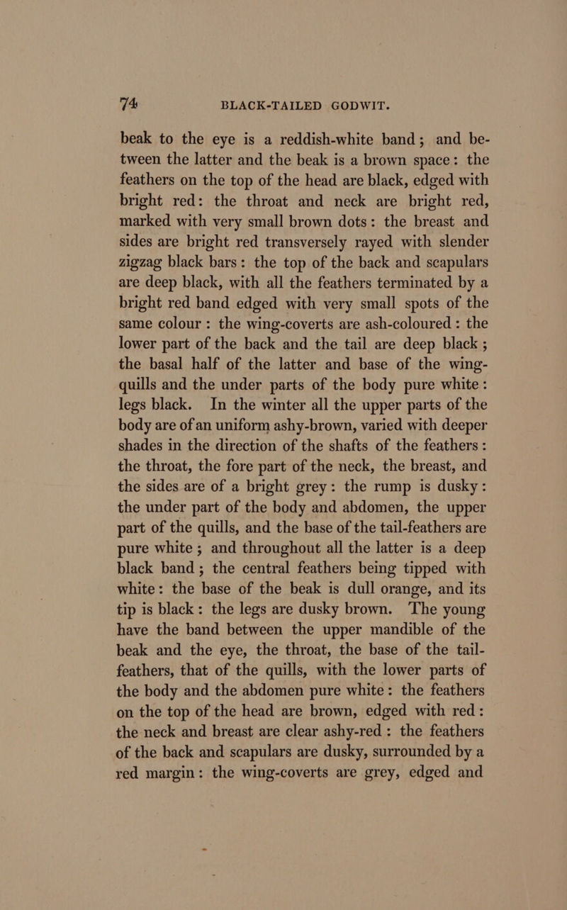 beak to the eye is a reddish-white band; and be- tween the latter and the beak is a brown space: the feathers on the top of the head are black, edged with bright red: the throat and neck are bright red, marked with very small brown dots: the breast and sides are bright red transversely rayed with slender zigzag black bars: the top of the back and scapulars are deep black, with all the feathers terminated by a bright red band edged with very small spots of the same colour: the wing-coverts are ash-coloured : the lower part of the back and the tail are deep black ; the basal half of the latter and base of the wing- quills and the under parts of the body pure white : legs black. In the winter all the upper parts of the body are of an uniform ashy-brown, varied with deeper shades in the direction of the shafts of the feathers : the throat, the fore part of the neck, the breast, and the sides are of a bright grey: the rump is dusky: the under part of the body and abdomen, the upper part of the quills, and the base of the tail-feathers are pure white ; and throughout all the latter is a deep black band; the central feathers being tipped with white: the base of the beak is dull orange, and its tip is black: the legs are dusky brown. The young have the band between the upper mandible of the beak and the eye, the throat, the base of the tail- feathers, that of the quills, with the lower parts of the body and the abdomen pure white: the feathers on the top of the head are brown, edged with red: the neck and breast are clear ashy-red : the feathers of the back and scapulars are dusky, surrounded by a red margin: the wing-coverts are grey, edged and