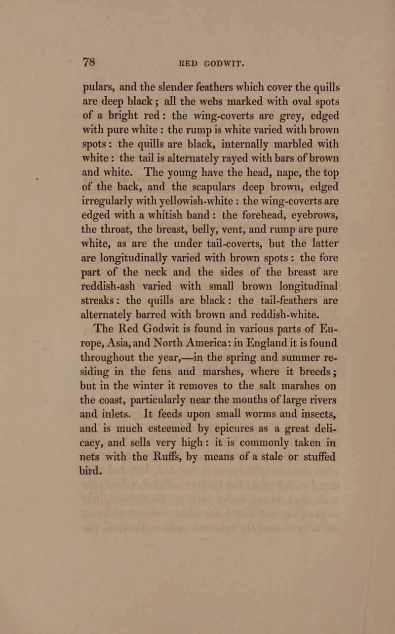 pulars, and the slender feathers which cover the quills are deep black; all the webs marked with oval spots of a bright red: the wing-coverts are grey, edged with pure white: the rump is white varied with brown spots: the quills are black, internally marbled with white: the tail is alternately rayed with bars of brown and white. The young have the head, nape, the top of the back, and the scapulars deep brown, edged irregularly with yellowish-white : the wing-coverts are edged with a whitish band: the forehead, eyebrows, the throat, the breast, belly, vent, and rump are pure white, as are the under tail-coverts, but the latter are longitudinally varied with brown spots: the fore part of the neck and the sides of the breast are reddish-ash varied with small brown longitudinal streaks: the quills are black: the tail-feathers are alternately barred with brown and reddish-white. The Red Godwit is found in various parts of Eu- rope, Asia, and North America: in England it is found throughout the year,—in the spring and summer re- siding in the fens and marshes, where it breeds; but in the winter it removes to the salt marshes on the coast, particularly near the mouths of large rivers and inlets. It feeds upon small worms and insects, and is much esteemed by epicures as a great deli- cacy, and sells very high: it is commonly taken in nets with the Ruffs, by means of a stale or stuffed bird.