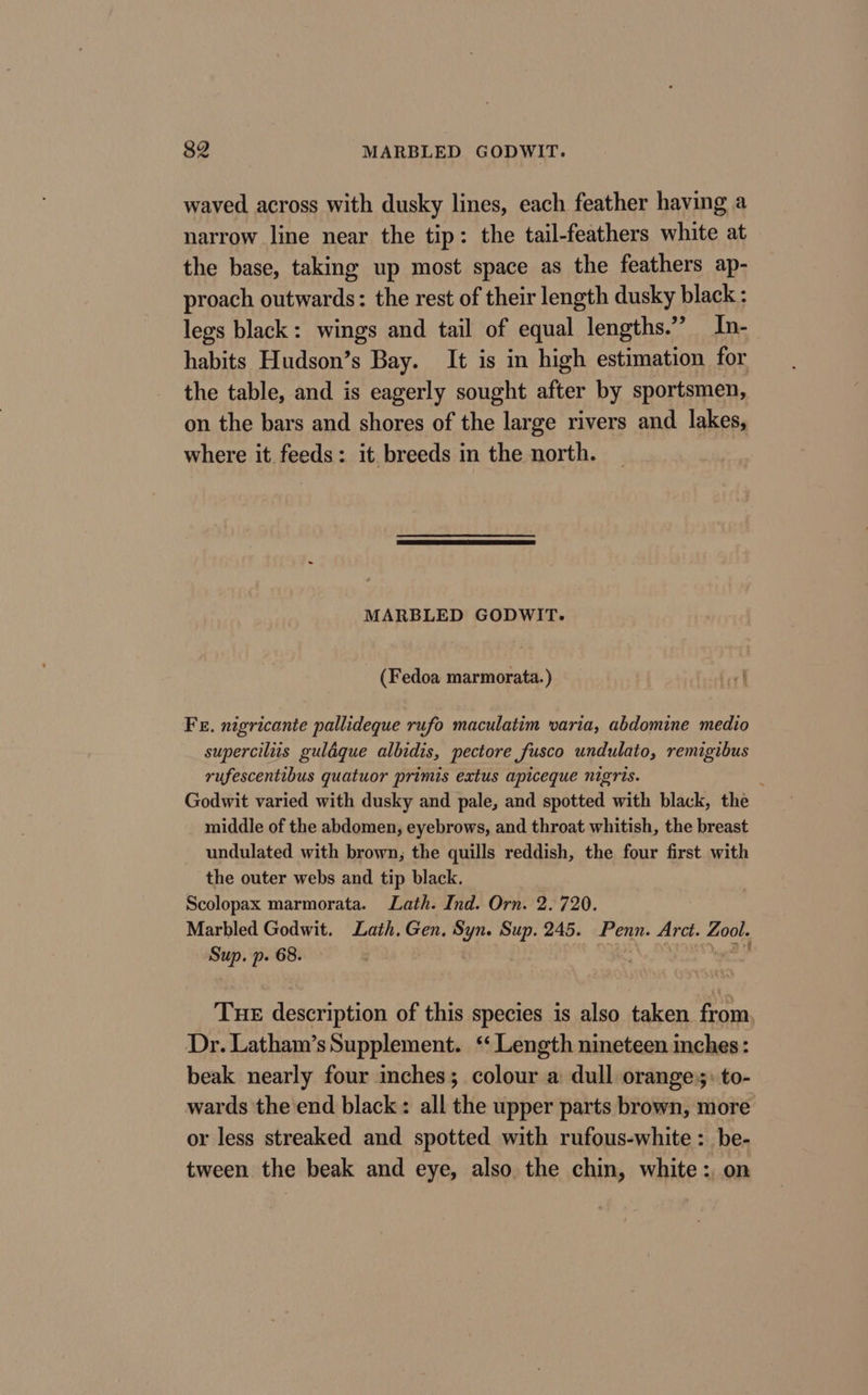 waved across with dusky lines, each feather having a narrow line near the tip: the tail-feathers white at the base, taking up most space as the feathers ap- proach outwards: the rest of their length dusky black : legs black: wings and tail of equal lengths.” In- habits Hudson’s Bay. It is in high estimation for the table, and is eagerly sought after by sportsmen, on the bars and shores of the large rivers and lakes, where it. feeds: it breeds in the north. MARBLED GODWIT. (Fedoa marmorata.) Fr. nigricante pallideque rufo maculatim varia, abdomine medio superciliis guldgue albidis, pectore fusco undulato, remigibus rufescentibus guatuor primis extus apiceque nigris. Godwit varied with dusky and pale, and spotted with black, the middle of the abdomen, eyebrows, and throat whitish, the breast undulated with brown; the quills reddish, the four first with the outer webs and tip black. Scolopax marmorata. Lath. Ind. Orn. 2.720. Marbled Godwit. Lath. Gen. Syn. Sup. 245. Penn. Arct. Zool. Sup. p. 68. t ogy Yt Tue description of this species is also taken from, Dr. Latham’s Supplement. ‘ Length nineteen inches: beak nearly four inches; colour a dull orange: to- wards the end black: all the upper parts brown, more or less streaked and spotted with rufous-white : be- tween the beak and eye, also the chin, white: on