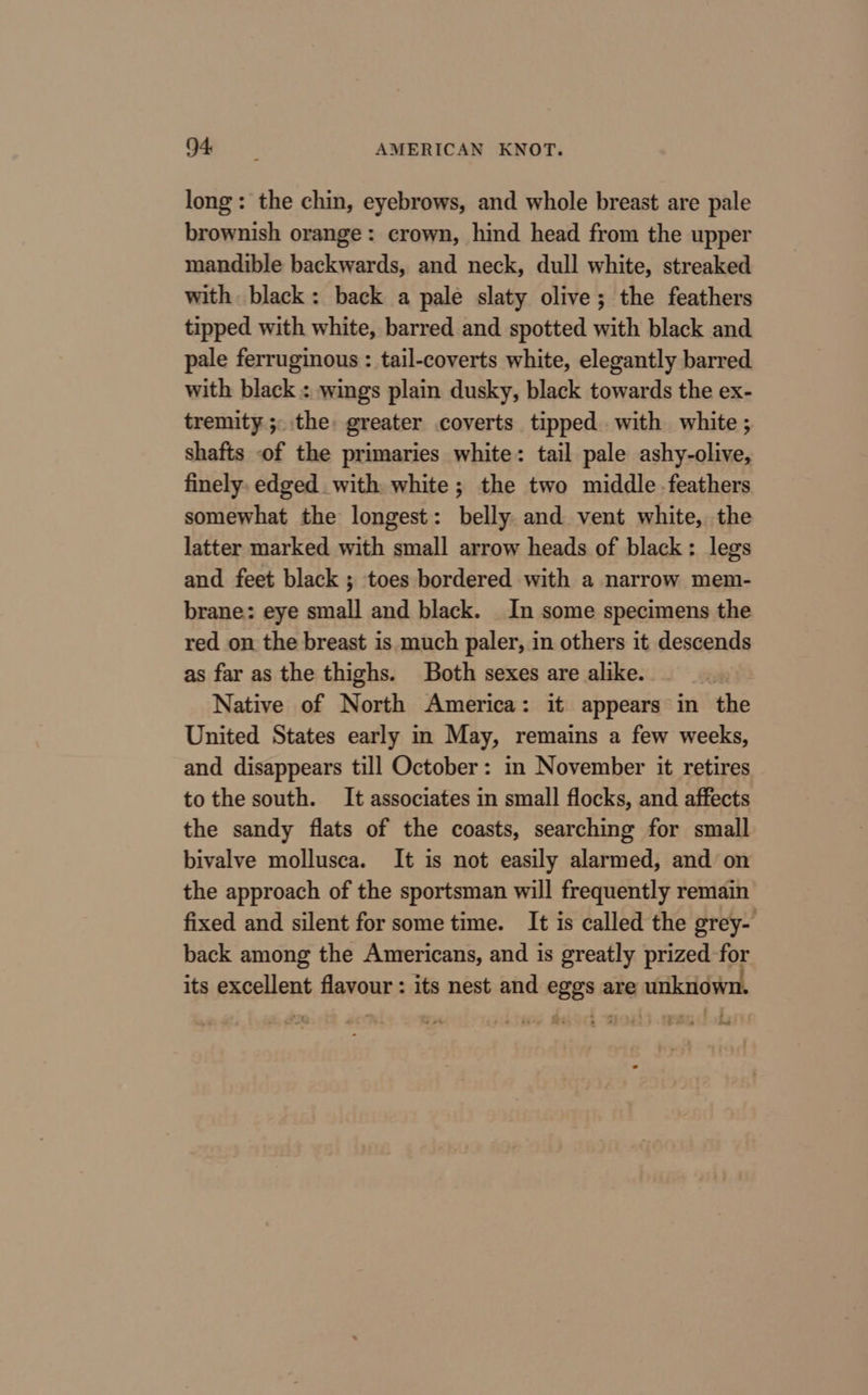 long: the chin, eyebrows, and whole breast are pale brownish orange: crown, hind head from the upper mandible backwards, and neck, dull white, streaked with black: back a pale slaty olive; the feathers tipped with white, barred and spotted with black and pale ferruginous : tail-coverts white, elegantly barred with black : wings plain dusky, black towards the ex- tremity ;. the: greater coverts tipped. with white ; shafts of the primaries white: tail pale ashy-olive, finely. edged with white; the two middle feathers somewhat the longest: belly. and vent white, the latter marked with small arrow heads of black: legs and feet black ; toes bordered with a narrow mem- brane: eye small and black. In some specimens the red on the breast is much paler, in others it descends as far as the thighs. Both sexes are alike. 7 Native of North America: it appears in the United States early in May, remains a few weeks, and disappears till October: in November it retires tothe south. It associates in small flocks, and affects the sandy flats of the coasts, searching for small bivalve mollusca. It is not easily alarmed, and on the approach of the sportsman will frequently remain fixed and silent for some time. It is called the grey- back among the Americans, and is greatly prized for its excellent flavour : its nest and eggs are unknown. at
