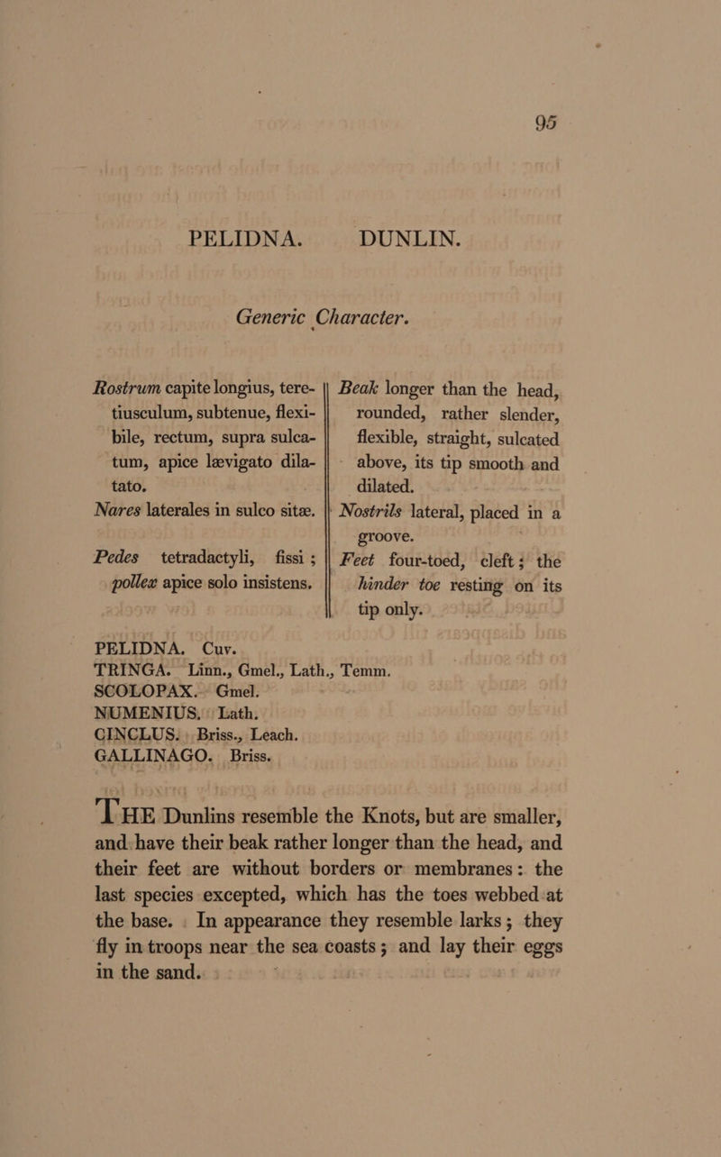 PELIDNA. DUNLIN. Generic Character. Rostrum capite longius, tere- || Beak longer than the head, tiusculum, subtenue, flexi- rounded, rather slender, bile, rectum, supra sulca- flexible, straight, sulcated tum, apice levigato dila- || - above, its tip smooth and tato. dilated. Nares laterales in sulco site. |} Nostrils lateral, placed in a groove. : Pedes tetradactyli, fissi; || Feet four-toed, cleft: the pollex apice solo insistens. hinder toe resting on its | tip only. PELIDNA. Cuv. TRINGA. Linn., Gmel., Lath., Temm. SCOLOPAX.. Gmel. NUMENIUS, » Lath. CINCLUS. ; Briss., Leach. GALLINAGO. Briss. THE Dunlins resemble the Knots, but are smaller, and. have their beak rather longer than the head, and their feet are without borders or membranes: the last species excepted, which has the toes webbed :at the base. . In appearance they resemble larks; they fly in troops near the sea coasts; and lay their eggs