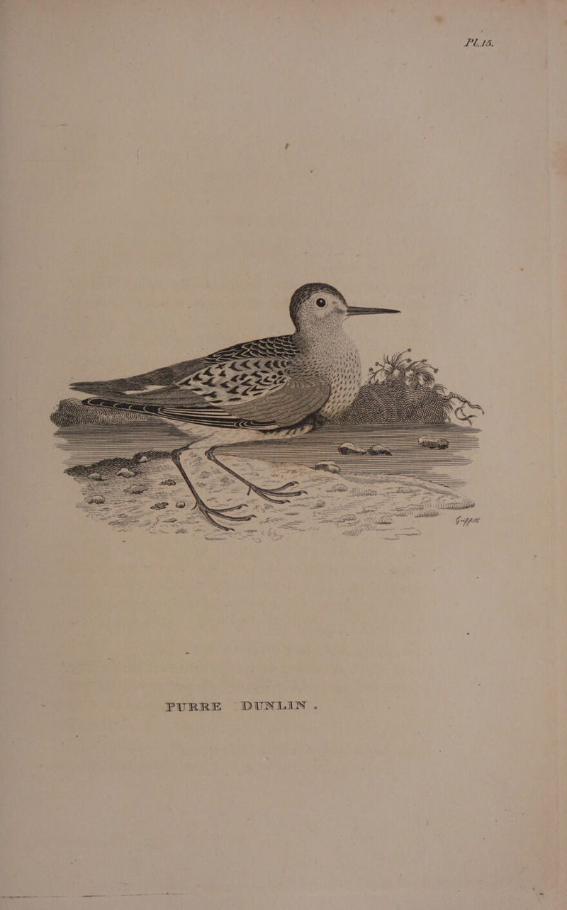 PURRE ( DUNLIN . , PUTS.
