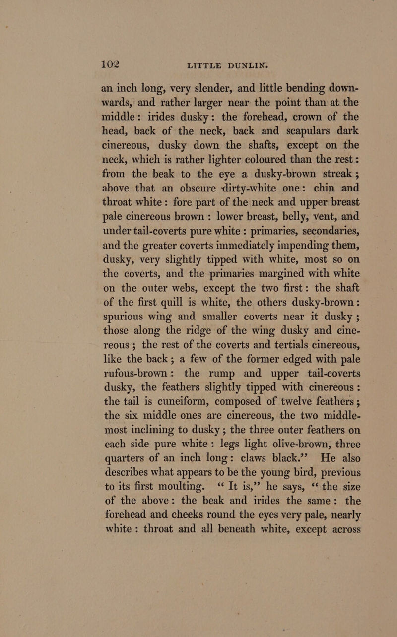 an inch long, very slender, and little bending down- wards, and rather larger near the point than at the middle: irides dusky: the forehead, crown of the head, back of the neck, back and scapulars dark cinereous, dusky down the shafts, except on the neck, which is rather lighter coloured than the rest : from the beak to the eye a dusky-brown streak ; above that an obscure dirty-white one: chin and throat white: fore part of the neck and upper breast pale cinereous brown : lower breast, belly, vent, and under tail-coverts pure white : primaries, secondaries, and the greater coverts immediately impending them, dusky, very slightly tipped with white, most so on the coverts, and the primaries margined with white on the outer webs, except the two first: the shaft of the first quill is white, the others dusky-brown : spurious wing and smaller coverts near it dusky ; those along the ridge of the wing dusky and cine- reous; the rest of the coverts and tertials cinereous, like the back; a few of the former edged with pale rufous-brown: the rump and upper tail-coverts dusky, the feathers slightly tipped with cimereous : the tail is cuneiform, composed of twelve feathers ; the six middle ones are cinereous, the two middle- most inclining to dusky ; the three outer feathers on each side pure white: legs light olive-brown, three quarters of an inch long: claws black.’? He also describes what appears to be the young bird, previous to its first moulting. “ It is,” he says, ‘* the size of the above: the beak and irides the same: the forehead and cheeks round the eyes very pale, nearly white : throat and all beneath white, except across