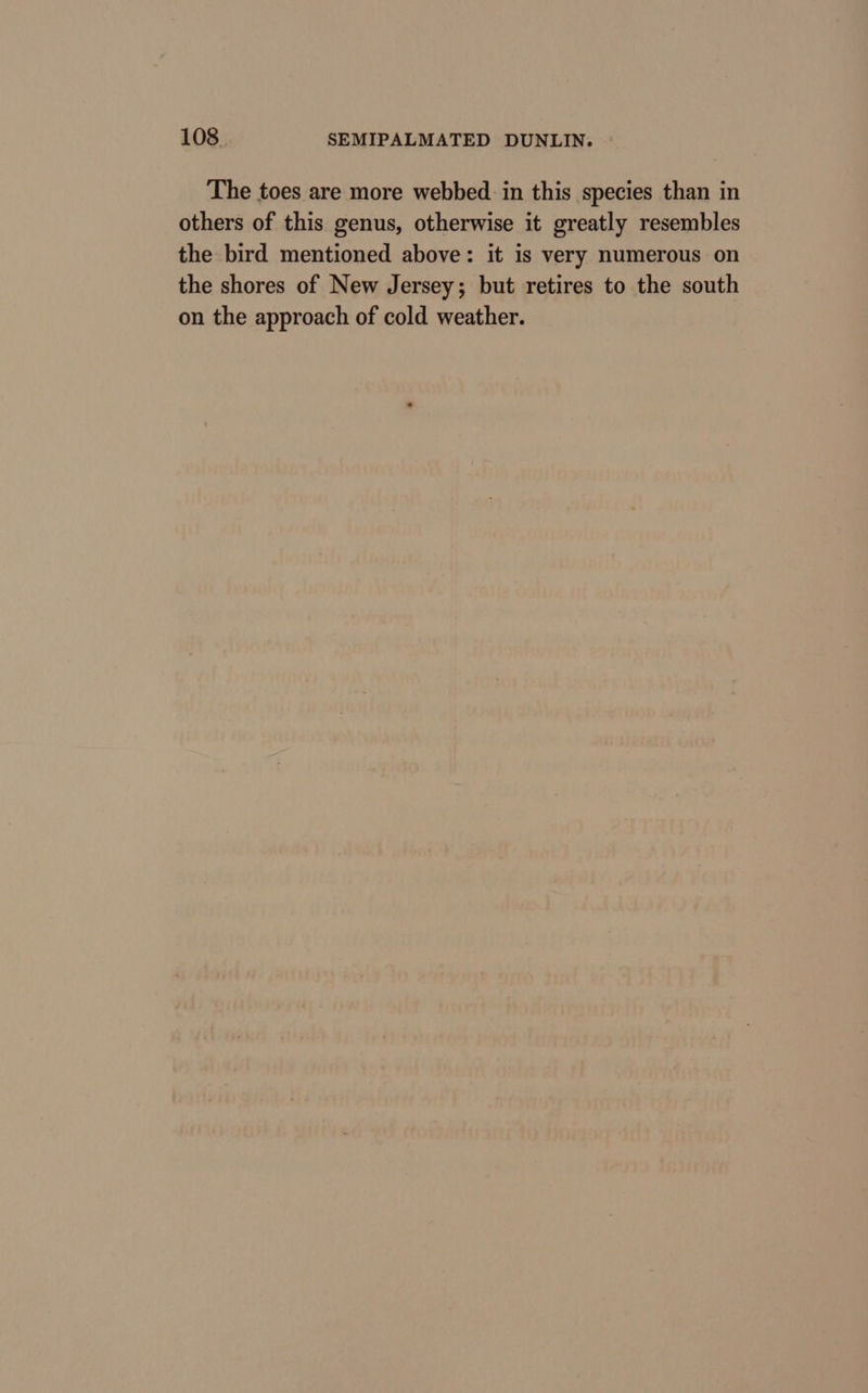 The toes are more webbed in this species than in others of this genus, otherwise it greatly resembles the bird mentioned above: it is very numerous on the shores of New Jersey; but retires to the south on the approach of cold weather.