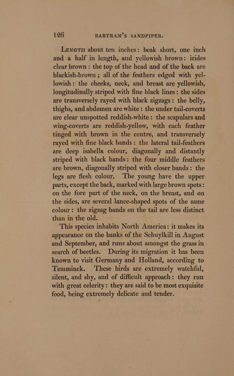 _ Lene about ten inches: beak short, one inch and a half in length, and yellowish brown: irides clear brown : the top of the head and of the back are blackish-brown ; all of the feathers edged with yel- lowish: the cheeks, neck, and breast are yellowish, longitudinally striped with fine black lines: the sides are transversely rayed with black zigzags: the belly, thighs, and abdomen are white : the under tail-coverts are clear unspotted reddish-white: the scapulars and wing-coverts are reddish-yellow, with each feather tinged with brown in the centre, and transversely rayed with fine black bands: the lateral tail-feathers are deep isabella colour, diagonally and distantly striped with black bands: the four middle feathers are brown, diagonally striped with closer bands: the legs are flesh colour. The young have the upper parts, except the back, marked with large brown spots : on the fore part of the neck, on the breast, and on the sides, are several lance-shaped spots of the same colour: the zigzag bands on the tail are less distinct than in the old. This species inhabits North America: it makes its appearance on the banks of the Schuylkill in August and September, and runs about amongst the grass in search of beetles. During its migration it has been known to visit Germany and Holland, according to Temminck. ‘These birds are extremely watchful, silent, and shy, and of difficult approach: they run with great celerity: they are said to be most exquisite food, being extremely delicate and tender. :
