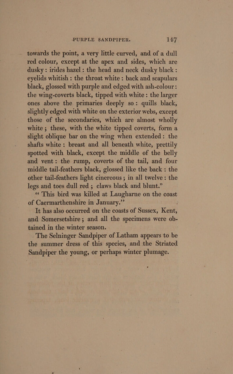 towards the point, a very little curved, and of a dull red colour, except at the apex and sides, which are dusky : irides hazel : the head and neck dusky black : eyelids whitish : the throat white : back and scapulars black, glossed with purple and edged with ash-colour: the wing-coverts black, tipped with white : the larger ones above the primaries deeply so: quills black, slightly edged with white on the exterior webs, except those of the secondaries, which are almost wholly white ; these, with the white tipped coverts, form a slight oblique bar on the wing when extended: the shafts white : breast and all beneath white, prettily spotted with black, except the middle of the belly and vent: the rump, coverts of the tail, and four middle tail-feathers black, glossed like the back : the other tail-feathers light cinereous ; in all twelve: the legs and toes dull red ; claws black and blunt.” ‘‘ This bird was killed at meets on the coast of Caermarthenshire in January.’ It has also occurred on the coasts of Sussex, Kents and Somersetshire; and all the specimens were ob- tained in the winter season. The Selninger Sandpiper of Latham appears to be the summer dress of this species, and the Striated Sandpiper the young, or perhaps winter plumage.