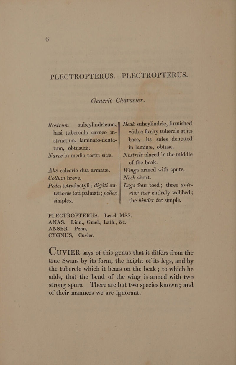 PLECTROPTERUS. PLECTROPTERUS. Generic Character. Rostrum — subcylindricum, || Beak subcylindric, furnished basi tuberculo carneo in- with a fleshy tubercle at its structum, laminato-denta- base, its sides dentated tum, obtusum. in laminz, obtuse. Nares in medio rostri sitee. || Nostrils placed in the middle : of the beak. Ale calcaria dua armate. Wings armed with spurs. Collum breve. Neck short. Pedes tetradactyli; digiti an- || Legs four-toed; three ante- teriores toti palmati; pollex rior toes entirely webbed ; simplex. the hinder toe simple. PLECTROPTERUS. Leach MSS. ANAS. Linn., Gmel., Lath., &amp;c. ANSER. Penn. CYGNUS. Cuvier. CUuVIER says of this genus that it differs from the true Swans by its form, the height of its legs, and by the tubercle which it bears on the beak ; to which he adds, that the bend of the wing is armed with two strong spurs. ‘There are but two species known; and of their manners we are ignorant.