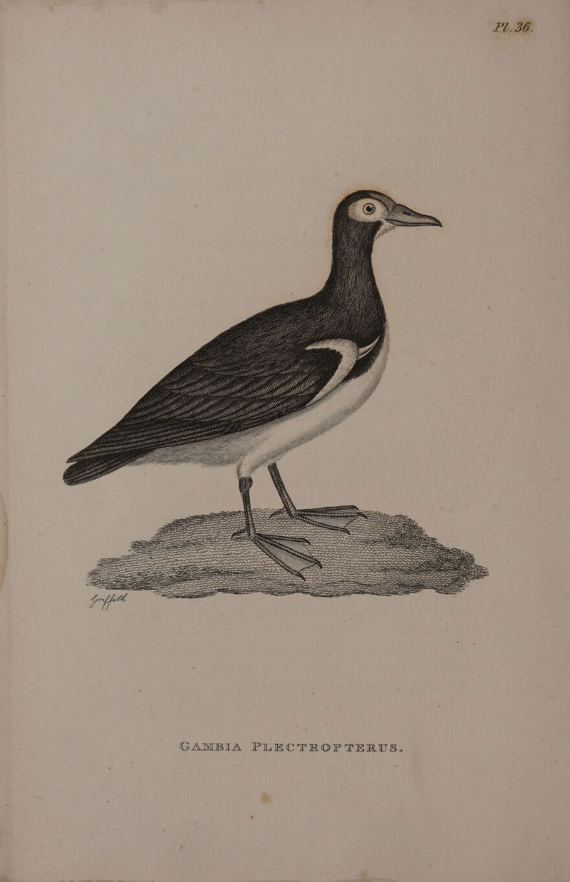 Yi, We Yyy f- Wp GAMBIA PLECTROPTERUS.
