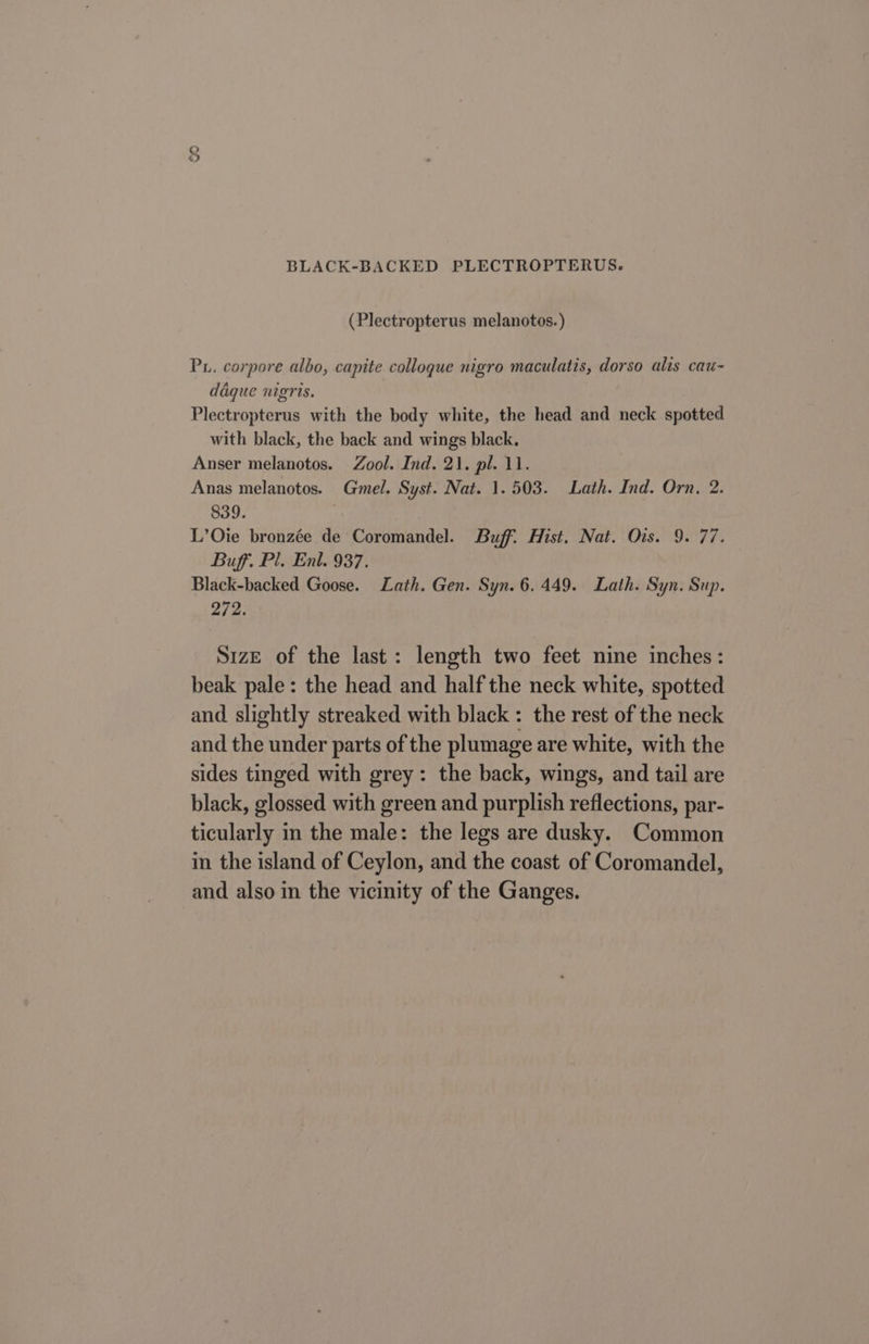 (Plectropterus melanotos.) Px. corpore albo, capite collogue nigro maculatis, dorso alis cau- daque nigris. Plectropterus with the body white, the head and neck spotted with black, the back and wings black. Anser melanotos. Zool. Ind. 21. pl. 11. Anas melanotos. Gmel. Syst. Nat. 1.503. Lath. Ind. Orn, 2. 839. L’Oie bronzée de Coromandel. Buff. Hist. Nat. Ois. 9. 77. Buff. Pl. Enl. 937. Black-backed Goose. Lath. Gen. Syn. 6.449. Lath. Syn. Sup. 272. S1zE of the last: length two feet nine inches: beak pale: the head and half the neck white, spotted and slightly streaked with black : the rest of the neck and the under parts of the plumage are white, with the sides tinged with grey: the back, wings, and tail are black, glossed with green and purplish reflections, par- ticularly in the male: the legs are dusky. Common in the island of Ceylon, and the coast of Coromandel, and also in the vicinity of the Ganges.