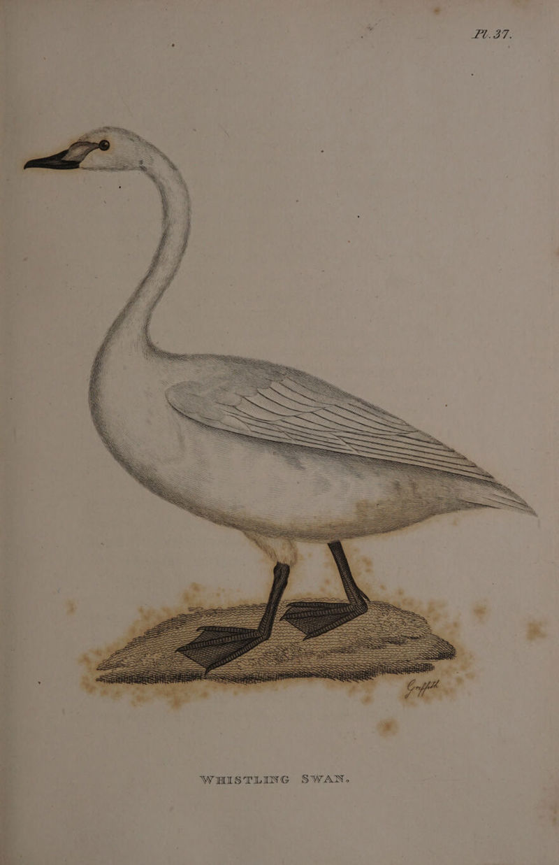Fg a WHISTLING SWAN. 7 acy ott agile allied