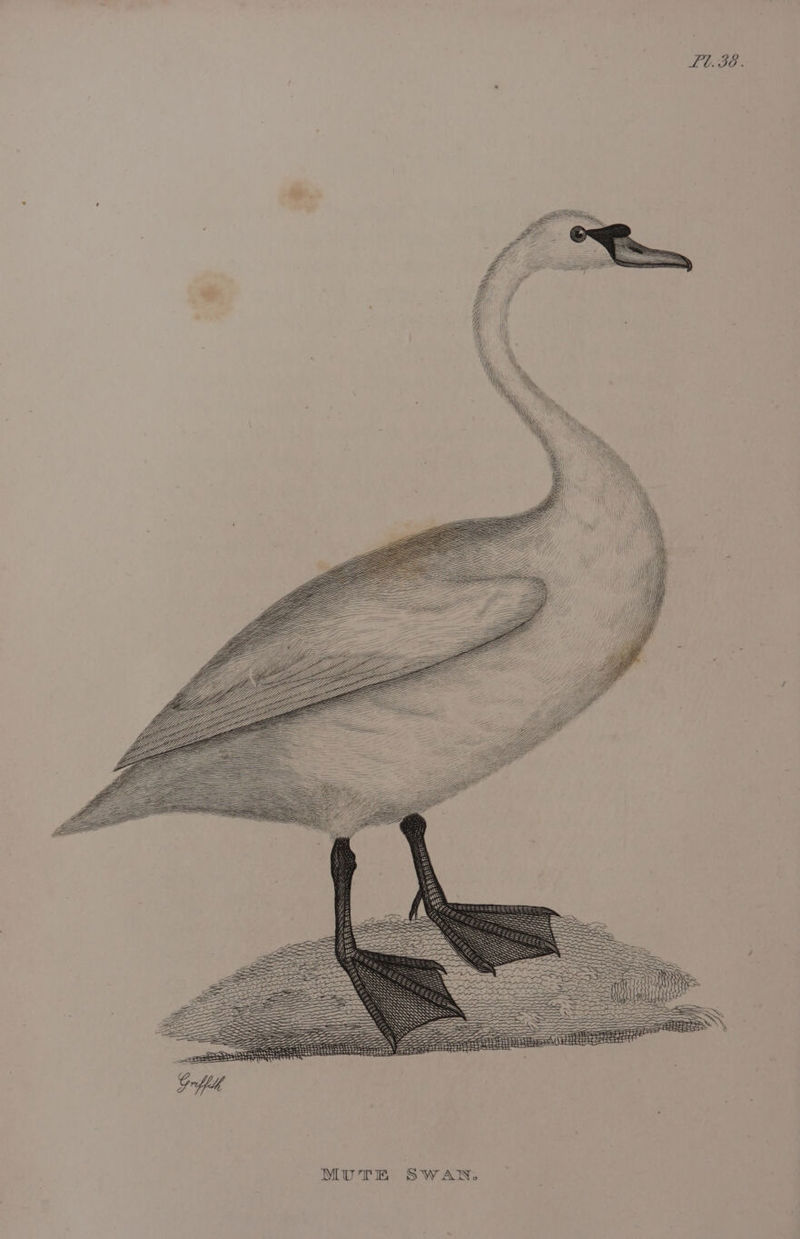 Lb.30. — MUTE SWAN.