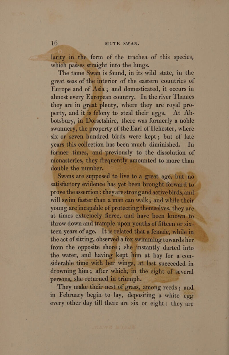 = in the form of the trachea of this species, which passes straight into the lungs. The tame is found, in its wild state, in the great seas of the interior of the eastern countries of Europe and of Asia ; and domesticated, it occurs in almost every European country. In the river ‘Thames they are in greai iBlenty, where they are royal pro- perty, and itis felony to steal their eggs. At Ab- botsbury, 1 ‘setshire, there was formerly a noble swannery, the property of the Earl of Ilchester, where six 01 hundred birds were kept; but of late year’ lection has been much diminished. In former times, and.previously to the dissolution of oy fre lyamounted to more than prove theassertior will swim young a at times extren throw down and tram] teen years of age. It the act of sitting, obser from the opposite shor the water, and having m at bay for a con- siderable time with her wings, at last. succeeded in drowning him ; after which; i FE D t Of several persons, she returned d in tr h. They make their-nest, of grass, among reeds ; and. in February sigs to Bie “depositing a white ego every other day till there are six or eight: they are da fo ; she eed rimming towards her ~ instantly darted into —