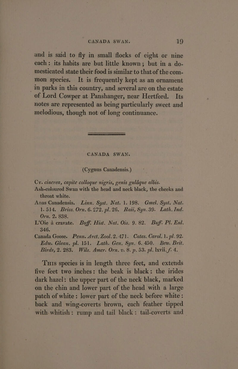 and is said to fly in small flocks of eight or nine each: its habits are but little known; but in a do- mesticated state their food is similar to that of the com- mon species. It is frequently kept as an ornament _In parks in this country, and several are on the estate of Lord Cowper at Panshanger, near Hertford. Its notes are represented as being particularly sweet and melodious, though not of long continuance. CANADA SWAN. (Cygnus Canadensis.) Cy. cinerea, capite colloque nigris, genis gulaque albis. Ash-coloured Swan with the head and neck black, the cheeks and throat white. ie : Anas Canadensis. Linn. Syst. Nat. 1.198. Gmel. Syst. Nat. 1.514. Briss, Orn. 6.272. pl.26. Rati, Syn.39. Lath. Ind. Orn. 2. 838. L’Oie a cravate. Buff. Hist. Nat. Ois. 9. 82. Buff. Pl. Enl. 346. Canada Goose. Penn. Arct. Zool.2.471. Cates. Carol. 1. pl. 92. Edw. Glean. pl. 151. Lath. Gen. Syn. 6.450. Bew. Brit. Birds, 2. 283. Wils. Amer. Orn. v. 8. p. 53. pl. xvi. f 4. Tuts species is in length three feet, and extends five feet two inches: the beak is black: the irides dark hazel: the upper part of the neck black, marked on the chin and lower part of the head with a large patch of white : lower part of the neck before white : back and wing-coverts brown, each feather tipped with whitish: rump and tail black: tail-coverts and