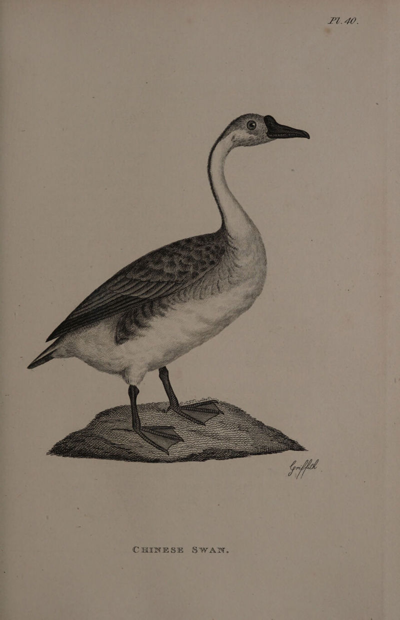 Lt. 40. Me CHINESE SWAN.