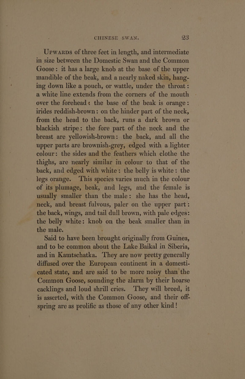 Upwarps of three feet in length, and intermediate in size between the Domestic Swan and the Common Goose: it has a large knob at the base of the upper mandible of the beak, and a nearly naked skin, hang- ing down like a pouch, or wattle, under the throat : a white line extends from the corners of the mouth over the forehead: the base of the beak is orange: irides reddish-brown: on the hinder part of the neck, from the head to the back, runs a dark brown or blackish stripe: the fore part of the neck and the breast are yellowish-brown: the back, and all the upper parts are brownish-grey, edged with a lighter colour: the sides and the feathers which clothe the thighs, are nearly similar m colour to that of the back, and edged with white: the belly is white: the legs orange. ‘This species varies much in the colour of its plumage, beak, and legs, and the female is usually smaller than the male: she has the head, neck, and breast fulvous, paler on the upper part: the back, wings, and tail dull brown, with pale edges: the belly white: knob on the beak smaller than in the male. Said to have been brought originally from Guinea, and to be common about the Lake Baikal in Siberia, and in Kamtschatka. ‘They are now pretty generally diffused over the European continent in a domesti- cated state, and are said to be more noisy than the Common Goose, sounding the alarm by their hoarse cacklings and loud shrill cries. They will breed, it is asserted, with the Common Goose, and their off- spring are as prolific as those of any other kind!