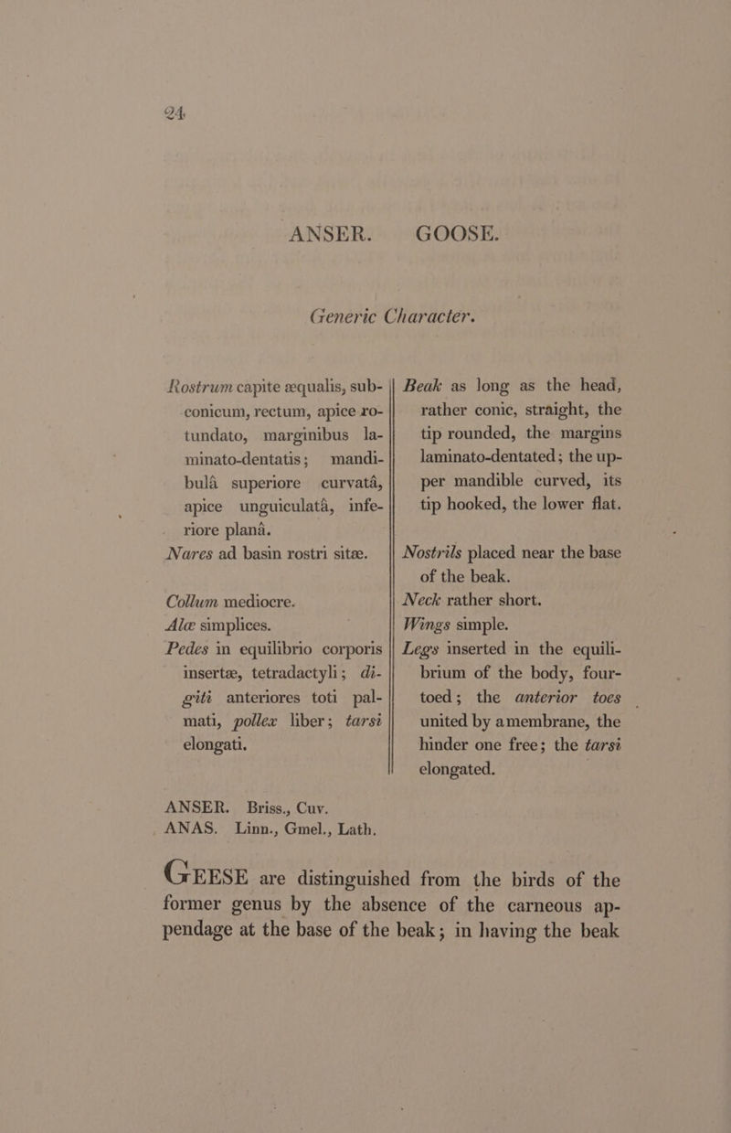 4 ANSER. GOOSE. Rostrum capite eequalis, sub- conicum, rectum, apice ro- tundato, marginibus_la- minato-dentatis; mandi- bul&amp; superiore curvata, apice unguiculata, infe- riore plana. Nares ad basin rostri sitee. Collum mediocre. Alc simplices. Pedes in equilibrio corporis insertee, tetradactyli; di- gitt anteriores toti pal- mati, pollex liber; tarse elongati. ANSER. Briss., Cuv. _ ANAS. Linn., Gmel., Lath. Beak as long as the head, rather conic, straight, the tip rounded, the margins laminato-dentated ; the up- per mandible curved, its tip hooked, the lower flat. Nostrils placed near the base of the beak. Neck rather short. Wings simple. Legs inserted in the equili- brium of the body, four- toed; the anterior toes — united by amembrane, the hinder one free; the tars? elongated. |