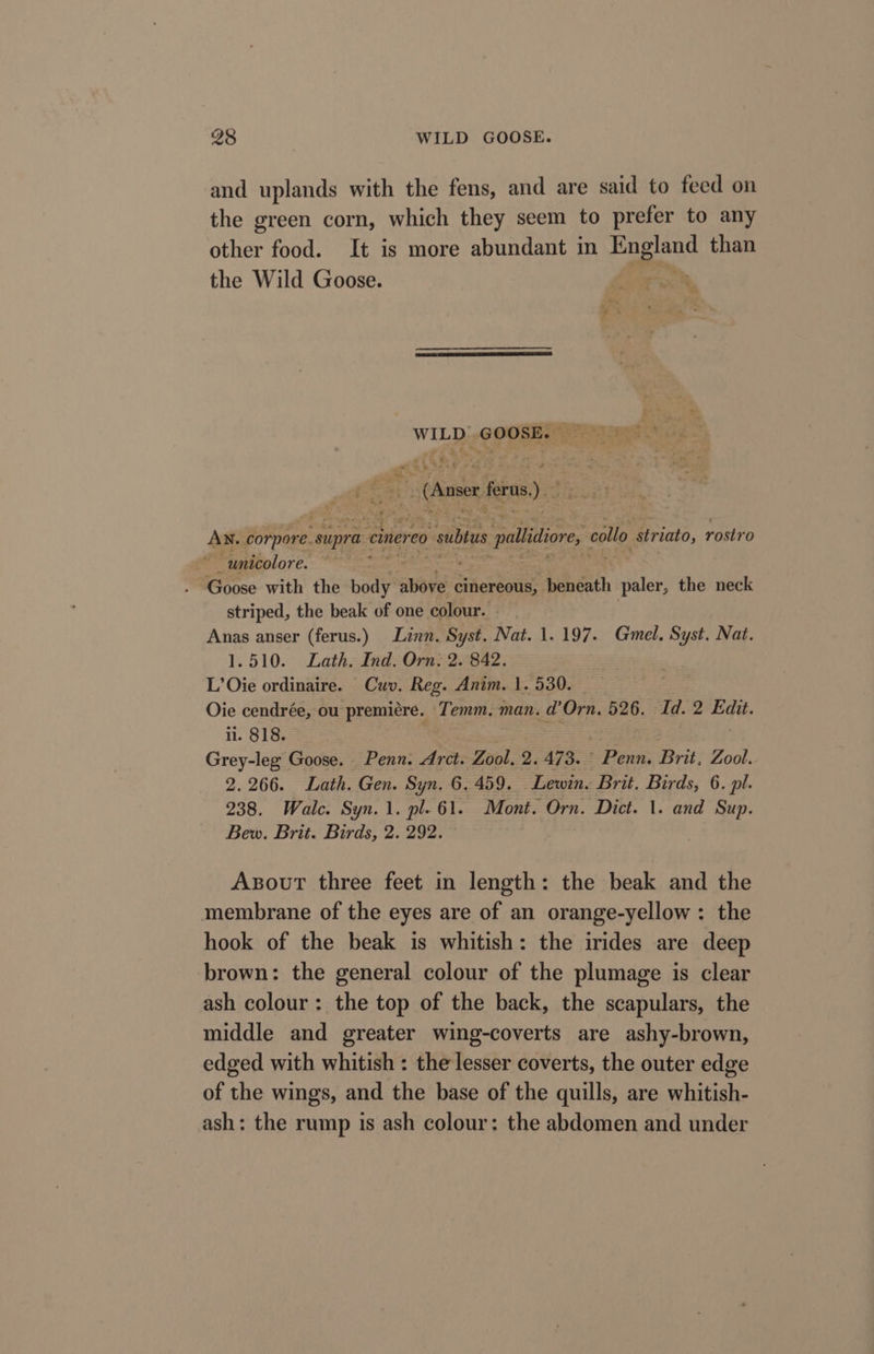 and uplands with the fens, and are said to feed on the green corn, which they seem to prefer to any other food. It is more abundant in Bane than the Wild Goose. WILD: GOORRIaitameNt sig. ee AN. corpore. supra cinereo. -subtus pallidiore, callo striato, rostro ~ unicolore. . Goose with the te er cinereous, beneath paler, the neck striped, the beak of one colour. Anas anser (ferus.) Linn. Syst. Nat. 1. 197. Gmel. Syst. Nat. 1.510. Lath. Ind. Orn. 2. 842. L’Oie ordinaire. Cuv. Reg. Anim. 1. 530. Oie cendrée, ou premiére. Temm. man. @'Orn. 526. Id. 2 ha ii. 818. Grey-leg Goose. Penn. Arct. Zool. 2. 473. ees Brit, Zool. 2.266. Lath. Gen. Syn. 6.459. Lewin. Brit, Birds, 6. pl. 238. Walc. Syn. 1. pl. 61. Mont. Orn. Dict. 1. and Sup. Bew. Brit. Birds, 2. 292. AsouT three feet in length: the beak and the membrane of the eyes are of an orange-yellow : the hook of the beak is whitish: the irides are deep brown: the general colour of the plumage is clear ash colour: the top of the back, the scapulars, the middle and greater wing-coverts are ashy-brown, edged with whitish : the lesser coverts, the outer edge of the wings, and the base of the quills, are whitish- ash: the rump is ash colour: the abdomen and under