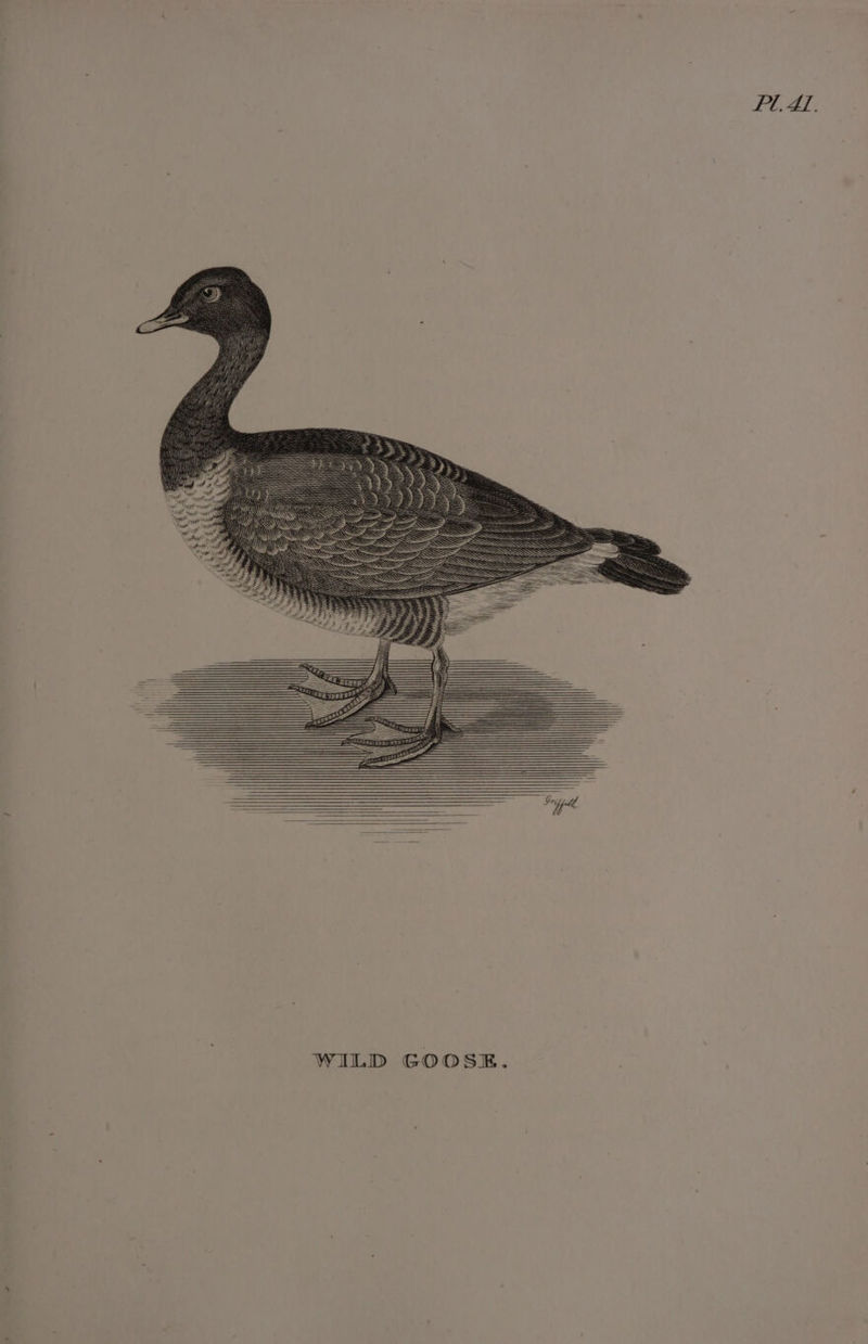 FU. AL, my wt eM Tye a Wa Fil fnayettagl ‘ i Sr, WILD GOOSE.