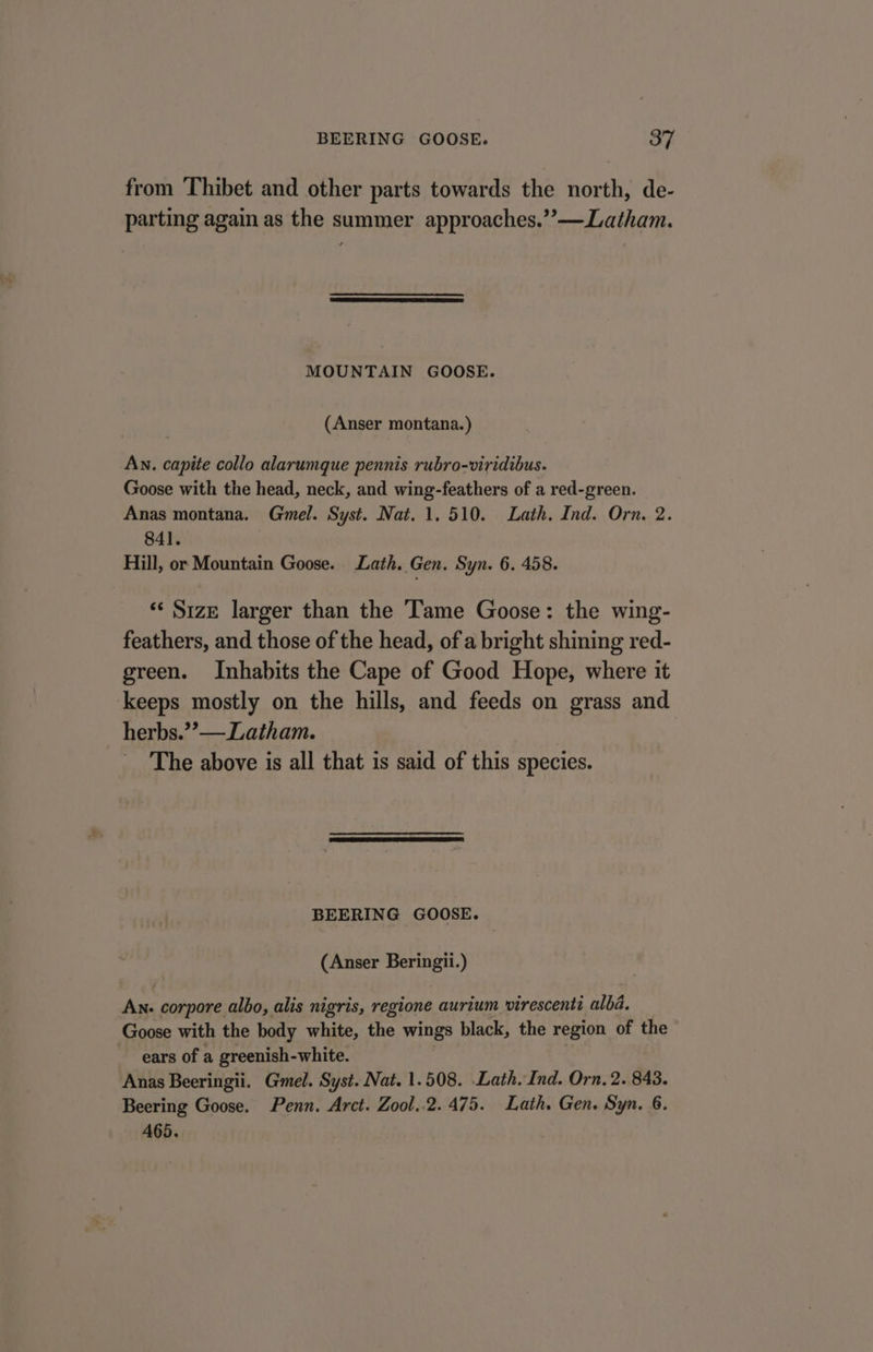 from Thibet and other parts towards the north, de- parting again as the summer approaches.”’—Latham. MOUNTAIN GOOSE. (Anser montana. ) An. capite collo alarumque pennis rubro-viridibus. Goose with the head, neck, and wing-feathers of a red-green. Anas montana. Gmel. Syst. Nat. 1.510. Lath. Ind. Orn, 2. 841. Hill, or Mountain Goose. Lath. Gen. Syn. 6. 458. ‘‘ Size larger than the Tame Goose: the wing- feathers, and those of the head, of a bright shining red- green. Inhabits the Cape of Good Hope, where it keeps mostly on the hills, and feeds on grass and herbs.’’— Latham. The above is all that is said of this species. BEERING GOOSE. (Anser Beringii.) An. corpore albo, alis nigris, regione aurium virescenti alba. Goose with the body white, the wings black, the region of the ears of a greenish-white. : Anas Beeringii. Gmel. Syst. Nat. 1.508. Lath. Ind. Orn, 2. 843. Beering Goose. Penn. Arct. Zool..2.475. Lath. Gen. Syn. 6. A465.