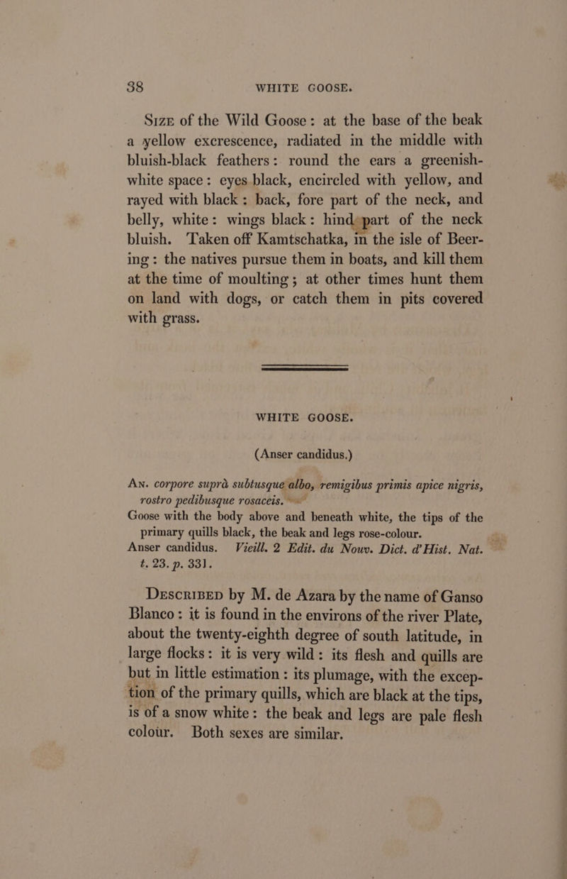 Size of the Wild Goose: at the base of the beak a yellow excrescence, radiated in the middle with bluish-black feathers: round the ears a greenish- white space: eyes black, encircled with yellow, and rayed with black: back, fore part of the neck, and belly, white: wings black: hind»part of the neck bluish. ‘Taken off Kamtschatka, in the isle of Beer- ing: the natives pursue them in boats, and kill them at the time of moulting; at other times hunt them on land with dogs, or catch them in pits covered with grass. WHITE GOOSE. (Anser candidus.) An. corpore supra subtusque albo, remigibus primis apice nigris, rostro pedibusque rosaceis. ~~ Goose with the body above and beneath white, the tips of the primary quills black, the beak and legs rose-colour. t. 23. p. 331. DescriBepD by M. de Azara by the name of Ganso Blanco : it is found in the environs of the river Plate, about the twenty-eighth degree of south latitude, in large flocks: it is very wild: its flesh and quills are but in little estimation : its plumage, with the excep- tion of the primary quills, which are black at the tips, is of a snow white: the beak and legs are pale flesh colour. Both sexes are similar.