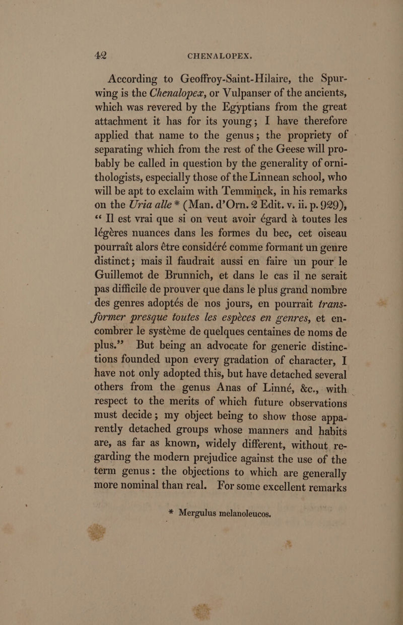 According to Geoffroy-Saint-Hilaire, the Spur- wing is the Chenalopez, or Vulpanser of the ancients, which was revered by the Egyptians from the great attachment it has for its young; I have therefore applied that name to the genus; the propriety of » separating which from the rest of the Geese will pro- bably be called in question by the generality of orni- thologists, especially those of the Linnean school, who will be apt to exclaim with ‘Temminck, in his remarks on the Uria alle * (Man. d’Orn. 2 Edit. v. ii. p. 929), ‘&lt; Tl est vrai que si on veut avoir égard a toutes les légéres nuances dans les formes du bec, cet oiseau pourrait alors étre considéré comme formant un genre distinct; mais il faudrait aussi en faire un pour le Guillemot de Brunnich, et dans le cas il ne serait pas difficile de prouver que dans le plus grand nombre des genres adoptés de nos jours, en pourrait drans- Jormer presque toutes les espéces en genres, et en- combrer le systéme de quelques centaines de noms de plus.” But being an advocate for generic distinc- tions founded upon every gradation of character, I have not only adopted this, but have detached several others from the genus Anas of Linné, &amp;c., with respect to the merits of which future observations — must decide; my object being to show those appa- rently detached groups whose manners and habits are, as far as known, widely different, without. re- garding the modern prejudice against the use of the term genus: the objections to which are generally more nominal than real. For some excellent remarks * Mergulus melanoleucos. Ate