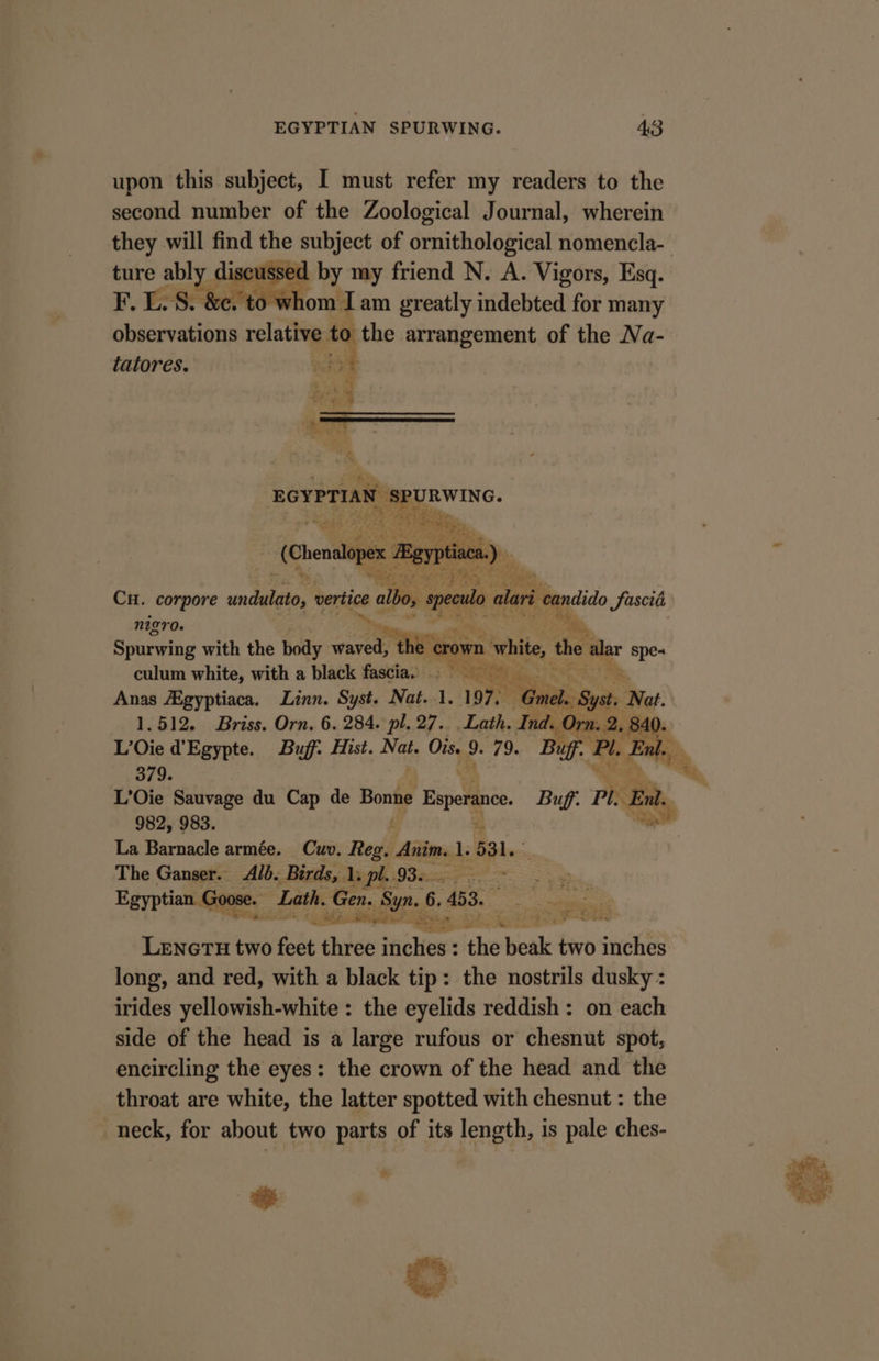 upon this subject, I must refer my readers to the second number of the Zoological Journal, wherein they will find the subject of ornithological nomencla- sed by my friend N. A. Vigors, Esq. yhom I am greatly indebted for many observations aren, to the arrangement of the Na- tatores. re. bane ep te Cu. corpore undelete, vertice i wen ater eandido Sascié Nigro. ‘ Spurwing with the body are white, the alar spe- culum white, with a black fascias = Anas /Egyptiaca. Linn. Syst. Nat. 1. 197, Seis sear Nat. 1.512. Briss. Orn, 6. 284. pl. 27... Lath. Ind. Orn. 2, 840. L’Oie d’Egypte. Buff: Hist. Nat. Ois. 9. 79. Buff. “ ate 379. L’Oie Sauvage du Cap de Bonge Esperance. Buff. Pl. ‘Eni. 982, 983. —_— La Barnacle armée. Cuv. Regi Aitio: i. 531. The Ganser. Alb. - Birds, e pl. Sanne Egyptian Goose. Lath. Gen. Syn. | 6. 453. ae ee oe LeEencTH two feet three ihe the Kea two HERS long, and red, with a black tip: the nostrils dusky : irides yellowish-white : the eyelids reddish : on each side of the head is a large rufous or chesnut spot, encircling the eyes: the crown of the head and the throat are white, the latter spotted with chesnut : the neck, for about two parts of its length, is pale ches- ? ah