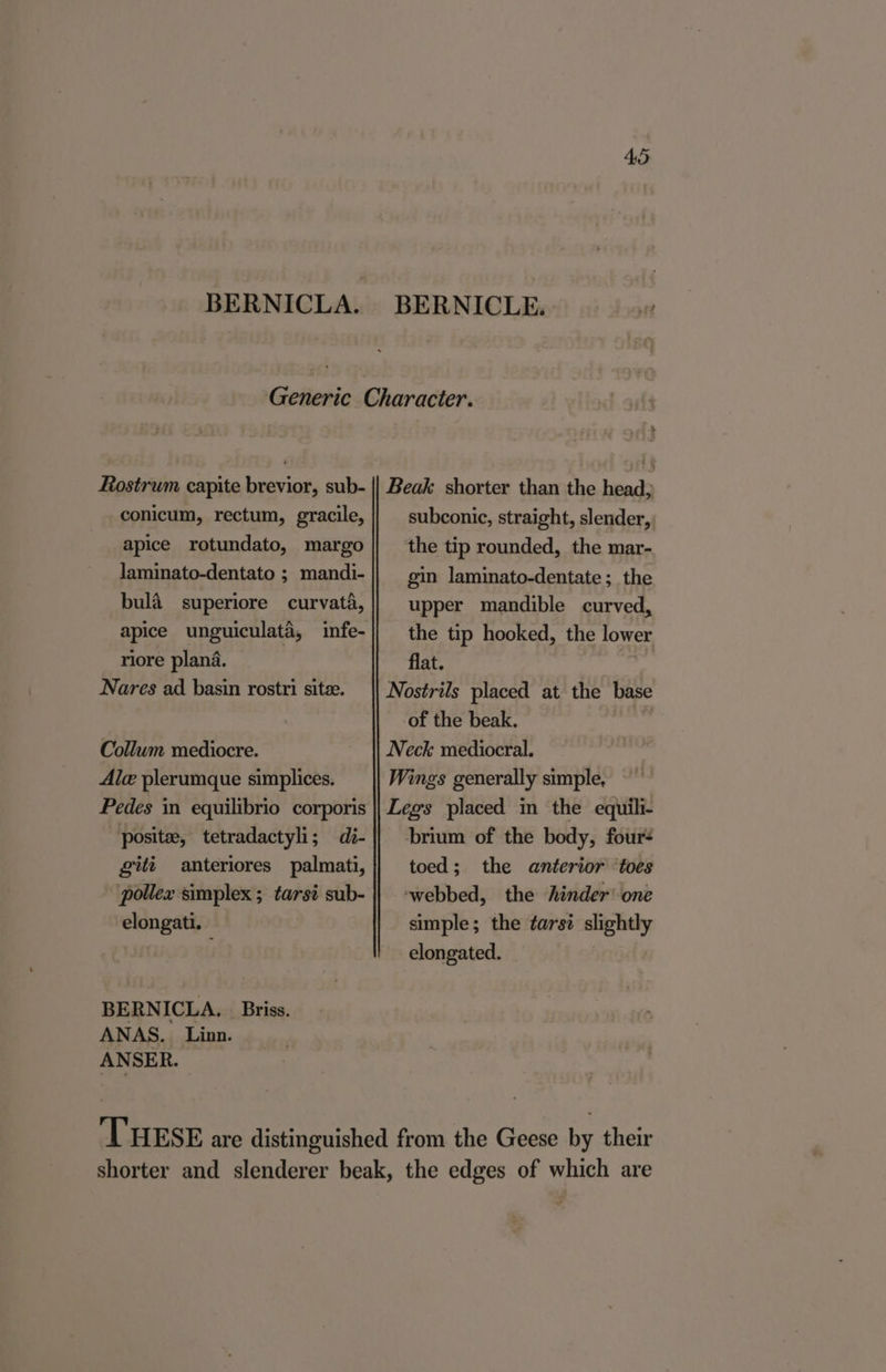 BERNICLA. BERNICLE. ot Rostrum capite brevior, sub- conicum, rectum, gracile, apice rotundato, margo laminato-dentato ; mandi- bula superiore curvata, apice unguiculata, infe- riore plana. Nares ad basin rostri site. Collum mediocre. Ale plerumque simplices. Pedes in equilibrio corporis posite, tetradactyli; di- gitt anteriores palmati, pollex simplex ; tarst sub- elongati. BERNICLA. _ Briss. ANAS. Linn. ANSER. Beak shorter than the head; subconic, straight, slender, the tip rounded, the mar- gin laminato-dentate ;_the upper mandible curved, the tip hooked, the lower flat. Nostrils placed at the base of the beak. Neck mediocral. Wings generally simple, Legs placed im the equili- brium of the body, four+ toed; the anterior ‘toes ‘webbed, the hinder’ one simple; the tars? slightly elongated. _