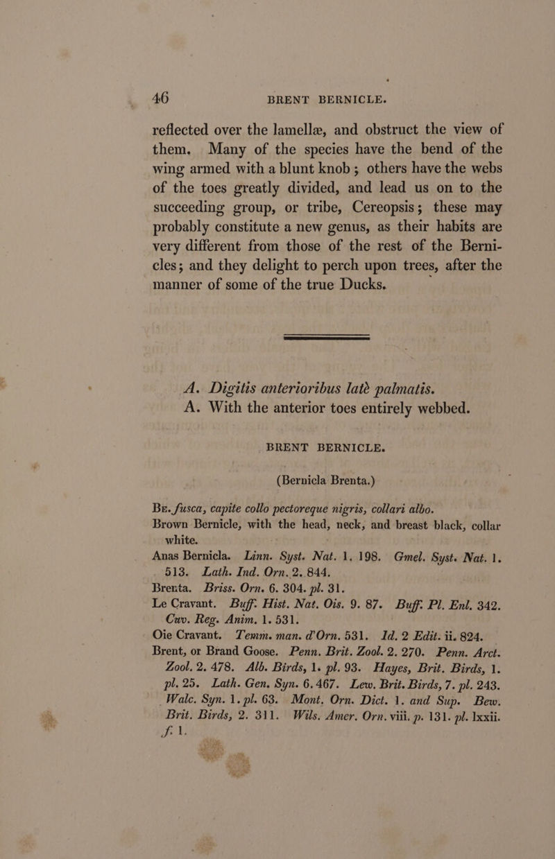 reflected over the lamellae, and obstruct the view of them. Many of the species have the bend of the wing armed with a blunt knob; others have the webs of the toes greatly divided, and lead us on to the succeeding group, or tribe, Cereopsis; these may probably constitute a new genus, as their habits are very different from those of the rest of the Berni- cles; and they delight to perch upon trees, after the manner of some of the true Ducks. A. Digitis anterioribus late palmatis. A. With the anterior toes entirely webbed. BRENT BERNICLE. (Bernicla Brenta.) Be. fusca, capite collo pectoreque nigris, collari albo. Brown Bernicle, with the head, neck, and Dreaet black, collar white. Anas Bernicla. Lint ‘Bust Nat. 1, 198. Gmel. Syst. Nat. 1. . 613. Lath. Ind. Orn. 2..844. Brenta. Briss. Orn. 6. 304. pl. 31. Le Cravant. Buff: Hist. Nat. Ois. 9. 87. Buff: Pl. Enl. 342. Cuv. Reg. Anim. 1. 531. Oie Cravant. Temm. man. d’Orn. 531. Id. 2 Edit. ii. 824. Brent, or Brand Goose. Penn. Brit. Zool. 2.270. Penn. Arct. Zool, 2.478. Alb. Birds, 1. pl. 93. Hayes, Brit. Birds, 1 pl. 25. Lath. Gen. Syn. 6.467. Lew. Brit. Birds, 7. pl. 243. Wale, Syn. 1. pl. 63. Mont. Orn. Dict. 1. and Sup. Bew. Brit. Birds, 2. 311. Wils. Amer. Orn. viii. p. 131. pl. Ixxii. Ji.