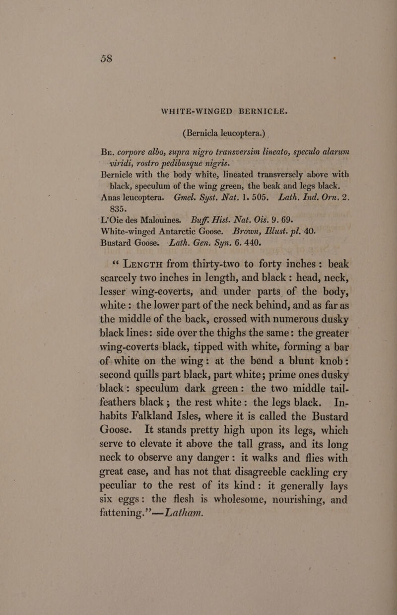 (Bernicla leucoptera.) _ Be. corpore albo, supra nigro transversim lineato, speculo alarum viridi, rostro pedibusqueé nigris. Bernicle with the body white, lineated transversely above with black, speculum of the wing green, the beak and legs black. Anas leucoptera. Gmel. Syst. Nat. 1.505. Lath. Ind. Orn, 2. 835. ‘L’Oie des Malouines. Buff. Hist. Nat. Ois. 9. 69. White-winged Antarctic Goose. Brown, Illust. pl. 40. Bustard Goose. Lath. Gen. Syn. 6. 440. ‘¢ LencTH from thirty-two to forty inches: beak scarcely two inches in length, and black : head, neck, lesser wing-coverts, and under parts of the body, white : the lower part of the neck behind, and as far as the middle of the back, crossed with numerous dusky black lines: side over the thighs the same: the greater wing-coverts-black, tipped with white, forming a bar of white on the wing: at the bend a blunt knob: second quills part black, part. white; prime ones dusky black: speculum dark green: the two middle tail-— feathers black ; the rest white: the legs black. In- habits Falkland Isles, where it is called the Bustard Goose. It stands pretty high upon its legs, which serve to elevate it above the tall grass, and its long neck to observe any danger: it walks and flies with great ease, and has not that disagreeble cackling cry peculiar to the rest of its kind: it generally lays six eggs: the flesh is wholesome, nourishing, and fattening.’’— Latham.