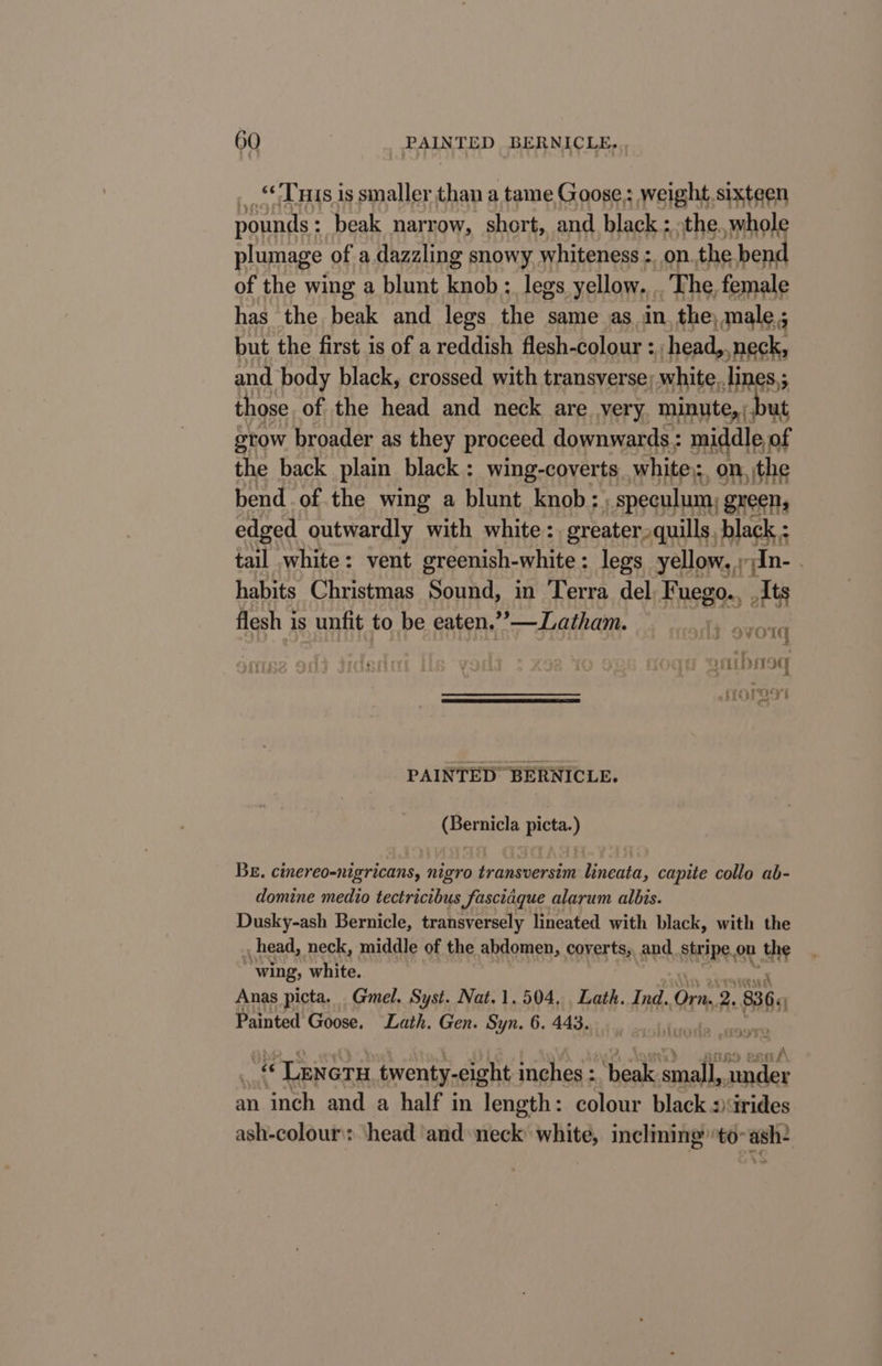 “Tuis is smaller than a tame Goose: weight. sixteen pounds : beak narrow, short, and black: the.,whole plumage of a dazzling snowy whiteness :, on.the bend of the wing a blunt knob ; legs yellow, _ The, female has the beak and legs the same as in. the, male; but the first is of a reddish flesh-colour : head,. neck, and body black, crossed with transverse; white, lines,; those of the head and neck are. very minute, ; but stow broader as they proceed downwards : middle, of the back plain black: wing-coverts , white:; on, the bend of the wing a blunt knob: speculum, green, edged outwardly with white: greater quills, black ; tail white: vent greenish-white: legs yellow,» dn- | habits Christmas Sound, in Terra del. Fuego... Its flesh i is unfit to be eaten.”’—Latham. dd ovo1g LID NSG &gt; A ehL Oleg PAINTED BERNICLE. eras pie ) BE. cinereo-nigricans, nigro transversim lineata, capite collo ab- domine medio tectricibus fasciaque alarum albis. Dusky-ash Bernicle, transversely lineated with black, with the head, neck, middle of the abdomen, coverts, and stripe. on At wing, white. Anas picta. .Gmel. Syst. Nat.1.504, Lath. Ind. en 2, ‘8366 Painted Goose. Lath. Gen. Syn. 6. 443. seat * © LENGTH twenty-e eight inches : ‘beak cat tone an inch and a half in yeaah colour black strides ash-colour: head and neck white, inclining to ash-