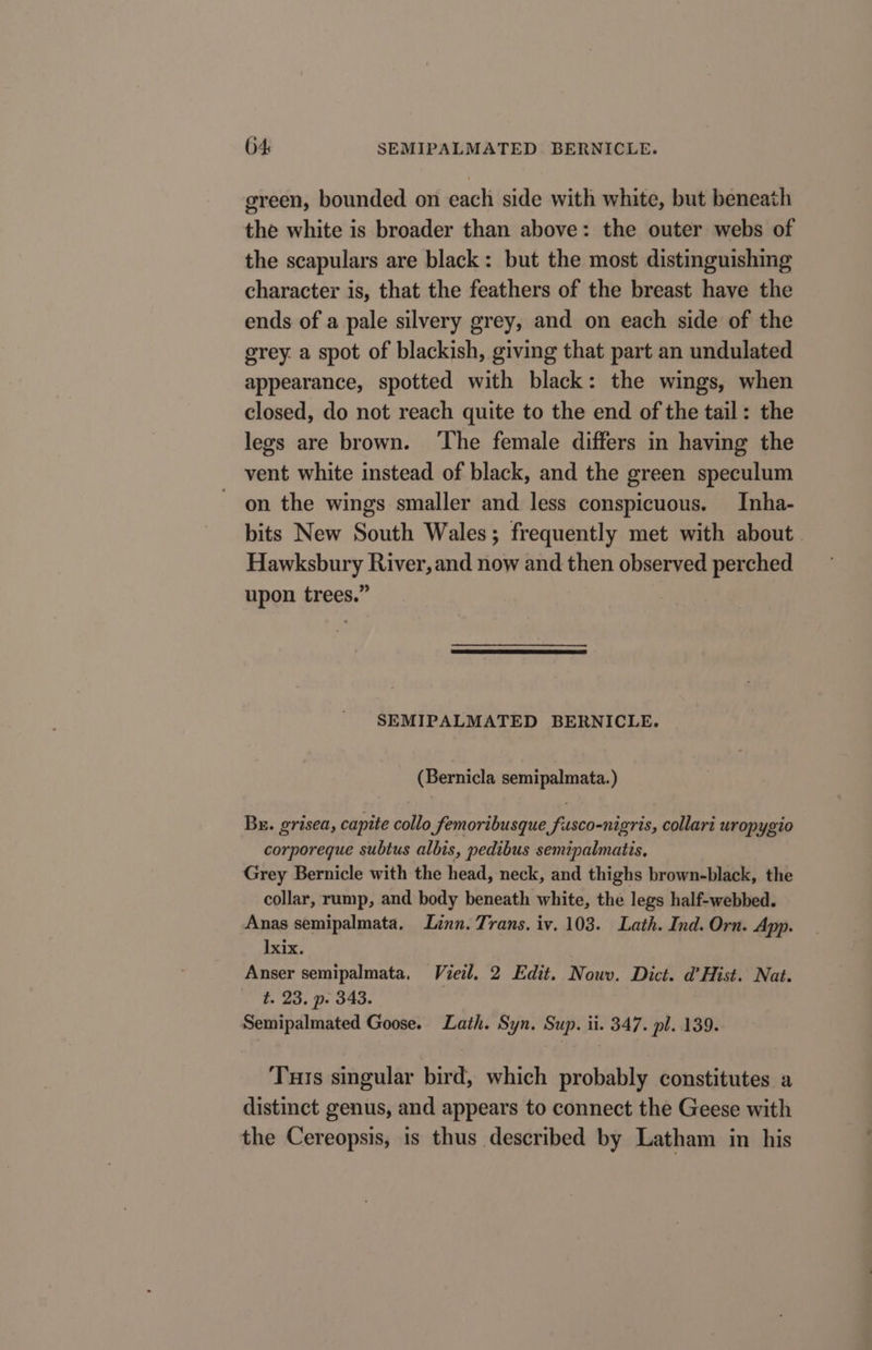 green, bounded on each side with white, but beneath the white is broader than above: the outer webs of the scapulars are black: but the most distinguishing character is, that the feathers of the breast have the ends of a pale silvery grey, and on each side of the grey. a spot of blackish, giving that part an undulated appearance, spotted with black: the wings, when closed, do not reach quite to the end of the tail: the legs are brown. ‘The female differs in having the vent white instead of black, and the green speculum on the wings smaller and less conspicuous. Inha- bits New South Wales; frequently met with about. Hawksbury River, and now and then observed perched upon trees.” SEMIPALMATED BERNICLE. (Bernicla semipalmata.) Bu. grisea, capite collo femoribusque fusco-nigris, collari uropygio corporeque subtus albis, pedibus semipalmatis, Grey Bernicle with the head, neck, and thighs brown-black, the collar, rump, and body beneath white, the legs half-webbed. Anas semipalmata. Linn. Trans, iv. 103. Lath. Ind. Orn. App. Ixix. Anser semipalmata, Viel. 2 Edit. Nouv. Dict. d’Hist. Nat. $23; n- 8.43. | Semipalmated Goose. Lath. Syn. Sup. ii. 347. pl. 139. Tuts singular bird, which probably constitutes a distinct genus, and appears to connect the Geese with the Cereopsis, is thus described by Latham in his