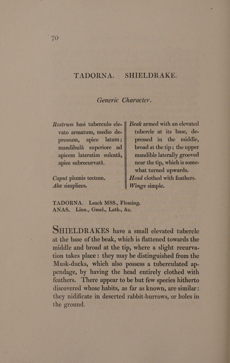 TADORNA. vato armatum, medio de- pressum, apice latum; mandibulé superiore ad apice subrecurvata. tubercle at its base, de- pressed in the middle, broad at the tip; the upper mandible laterally grooved near the tip, which is some- what turned upwards. Head clothed with feathers. Wings simple. Caput plumis tectum. Ale simplices. TADORNA. Leach MSS., Fleming. ANAS. Linn., Gmel., Lath., &amp;e. SHIELDRAKES have a small elevated tubercle at the base of the beak, which is flattened towards the middle and broad at the tip, where a slight recurva- tion takes place: they may be distinguished from the Musk-ducks, which also possess a tuberculated ap- pendage, by having the head entirely clothed with feathers. There appear to be but few species hitherto discovered whose habits, as far as known, are similar: they nidificate in deserted rabbit-burrows, or holes in the ground.