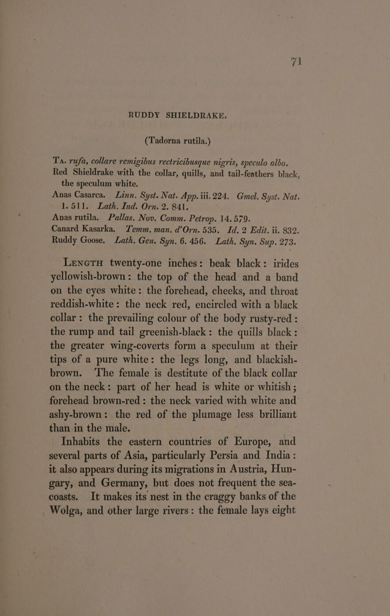 RUDDY SHIELDRAKE, (Tadorna rutila.) Ta. rufa, collare remigibus rectricibusque nigris, speculo albo. Red Shieldrake with the collar, quills, and tail-feathers black, the speculum white. Anas Casarca. Linn. Syst. Nat. App. iii. 224. Gmel. Syst. Nat. 1.511. Lath. Ind. Orn. 2. 841. Anas rutila. Pallas. Nov. Comm. Petrop. 14.579. Canard Kasarka. Temm. man. d’Orn. 535. Id. 2 Edit. ii. 832. Ruddy Goose. Lath. Gen. Syn. 6. 456. Lath. Syn. Sup. 273. LenetH twenty-one inches: beak black: irides yellowish-brown: the top of the head and a band on the eyes white: the forehead, cheeks, and throat reddish-white: the neck red, encircled with a black collar : the prevailing colour of the body rusty-red : the rump and tail greenish-black: the quills black : the greater wing-coverts form a speculum at their tips of a pure white: the legs long, and blackish- brown. ‘The female is destitute of the black collar on the neck: part of her head is white or whitish ; forehead brown-red : the neck varied with white and’ ashy-brown: the red of the plumage less brilliant than in the male. Inhabits the eastern countries of Europe, and several parts of Asia, particularly Persia and India: it also appears during its migrations in Austria, Hun- gary, and Germany, but does not frequent the sea- coasts. It makes its nest in the craggy banks of the Wolga, and other large rivers: the female lays eight