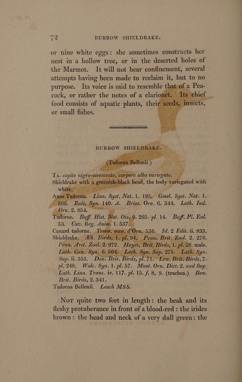 or nine white eggs: she sometimes constructs her nest in a hollow tree, or in the deserted holes of the Marmot. It will not bear confinement, several attempts having been made to reclaim it, but to no purpose. Its voice is said to resemble that,of a Pea- cock, or rather the notes of a clarionet. Its chi food consists of aquatic plants, their or small fishes. nas Tador a. Linn. Syst. Nat. 1. 195. Gmel. Syst. Nat. 1. 506. Raii; Syn. 140. A. Briss. Orn. 6. 344, Lath. Ind. apr 2, $54. ean, : orne. Buff. Hist. Nat. Ois..9. 205. pl. 14. Buff. Pl. Enl. 53. Cuv. Reg. Anim ; Canard tadorne. OT omm,. ma Th 536. id: 2 Edit. ii. 833. Shieldrake. _ Alb. Bir ds, Steph ms rit, Zool. 2. 278. Penn. Arct. Zool. 2. Br ds, 1. pls Lath. Gen. Syn. 504. - Sup. it. 353. Don. Brit. Lew. Brit. | pl, 248. Walc. Syn. 1. pl. 57. Mont. Orn. Dict. 2. and he Lath. Linn. Trans. iv. 117. pl. 15. f. 8, 9. (trachea.) Bew. Brit. Birds, 2.341. Tadorna Bellonii. Leach MSS. Nor quite two feet in length: the beak and its fleshy protuberance in front of a blood-red : the irides brown: the head and neck of a very dull green: the