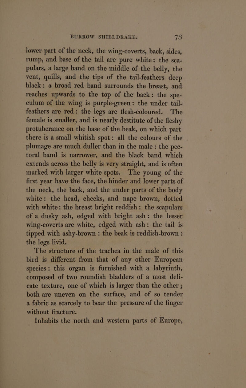 lower part of the neck, the wing-coverts, back, sides, rump, and base of the tail are pure white: the sca- pulars, a large band on the middle of the belly, the vent, quills, and the tips of the tail-feathers deep black: a broad red band surrounds the breast, and reaches upwards to the top of the back: the spe- culum of the wing is purple-green: the under tail- feathers are red: the legs are flesh-coloured. The female is smaller, and is nearly destitute of the fleshy protuberance on the base of the beak, on which part there is a small whitish spot: all the colours of the plumage are much duller than in the male: the pec- toral band is narrower, and the black band which extends across the belly is very straight, and is often marked with larger white spots. ‘The young of the first year have the face, the hinder and lower parts of the neck, the back, and the under parts of the body white: the head, cheeks, and nape brown, dotted with white: the breast bright reddish: the scapulars of a dusky ash, edged with bright ash: the lesser wing-coverts are white, edged with ash: the tail is tipped with ashy-brown : the beak is reddish-brown : the legs livid. The structure of the trachea in the male of this bird is different from that of any other European species: this organ is furnished with a labyrinth, composed of two roundish bladders of a most deli- cate texture, one of which is larger than the other ; both are uneven on the surface, and of so tender a fabric as scarcely to bear the pressure of the finger without fracture. Inhabits the north and western parts of Europe,