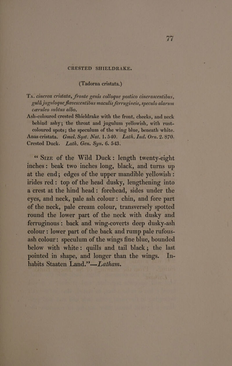 CRESTED SHIELDRAKE. (Tadorna cristata.) Ta. cinerea cristata, fronte genis colloque postico cinerascentibus, guld juguloque flavescentibus maculis ferrugineis, speculo alarum ceruleo subtus albo. Ash-coloured crested Shieldrake with the front, cheeks, and neck behind ashy; the throat and jugulum yellowish, with rust- coloured spots; the speculum of the wing blue, beneath white. Anas cristata. Gmel. Syst. Nat. 1.540. Lath. Ind. Orn. 2. 870. Crested Duck. Lath. Gen. Syn. 6. 543. *« Size of the Wild Duck: length twenty-eight inches: beak two inches long, black, and turns up at the end; edges of the upper mandible yellowish : irides red: top of the head dusky, lengthening into a crest at the hind head: forehead, sides under the eyes, and neck, pale ash colour: chin, and fore part of the neck, pale cream colour, transversely spotted round the lower part of the neck with dusky and ferruginous: back and wing-coverts deep dusky-ash colour : lower part of the back and rump pale rufous- ash colour: speculum of the wings fine blue, bounded below with white: quills and tail black; the last pointed in shape, and longer than the wings. In- habits Staaten Land.”— Latham.
