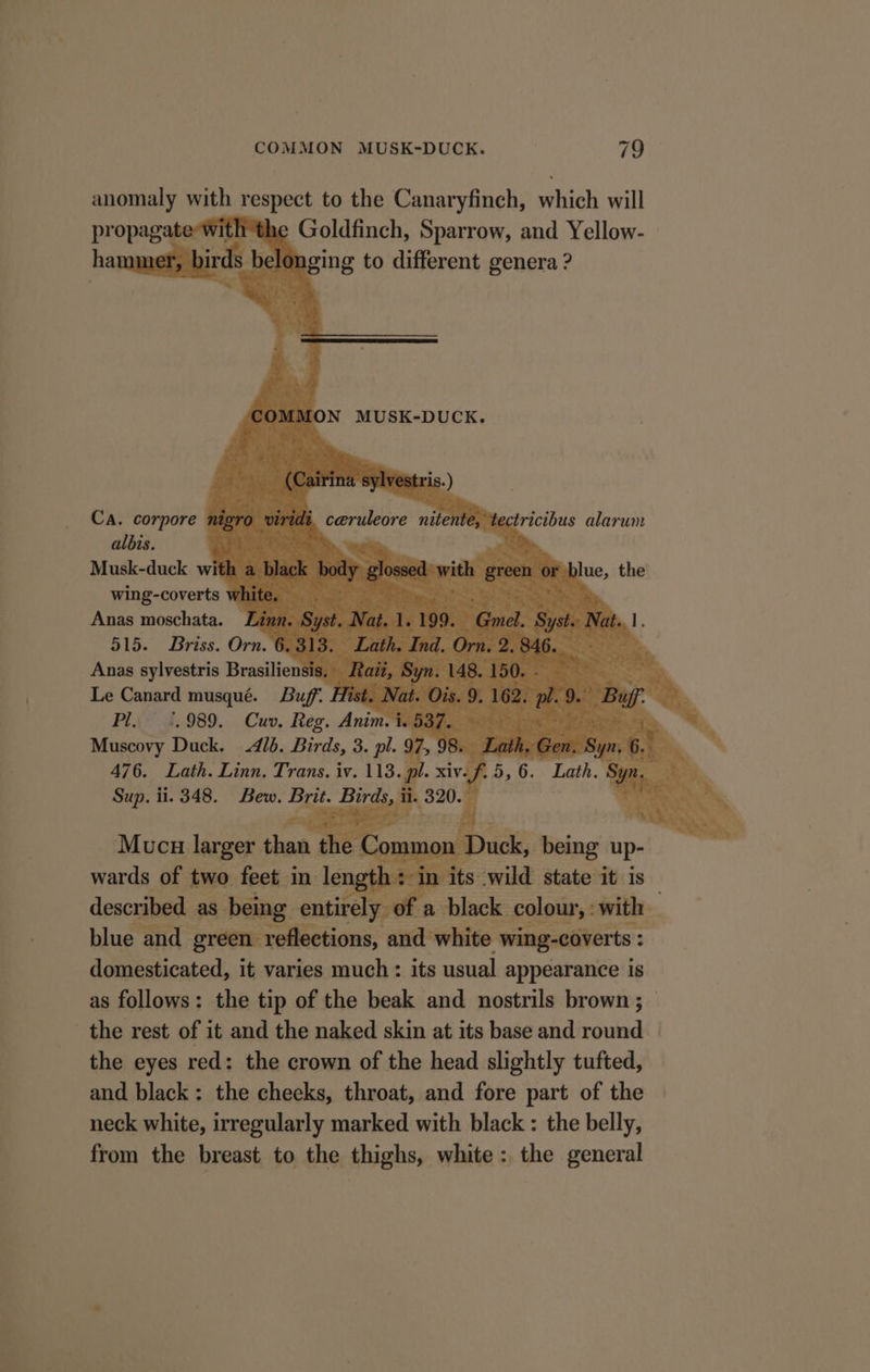 anomaly with respect to the Canaryfinch, which will propagate with ‘the Goldfinch, Sparrow, and Yellow- rds belonging to different genera ? te ry , JMMON MUSK-DUCK. Ca. corpore tectricibus alarum albis. Musk-duck wit wing-coverts white. ao Anas moschata. Linn. Syst. j 1.199. Gmel. st. Nat. 1. 515. Briss. Orn. 6 ae Anas sylvestris Brasiliensi: Le Canard musqué. Buff B Pl 4.989. Cuv, Reg. Anim Muscovy Duck. Alb. Birds, 3. pl. 4 476. Lath. Linn. Trans. iv. 113. ] Sup. ii. 348. Bew. oe eee blue, the nae sed e Comm on D Mucs larger than : | uck, tigen asi wards of two feet in # ot: | | described as. being entirely of a black cli with blue and green reflections, and white wing-coverts : domesticated, it varies much : its usual appearance is as follows: the tip of the beak and nostrils brown; _ the rest of it and the naked skin at its base and round the eyes red: the crown of the head slightly tufted, and black: the cheeks, throat, and fore part of the neck white, irregularly marked with black : the belly, from the breast to the thighs, white: the general