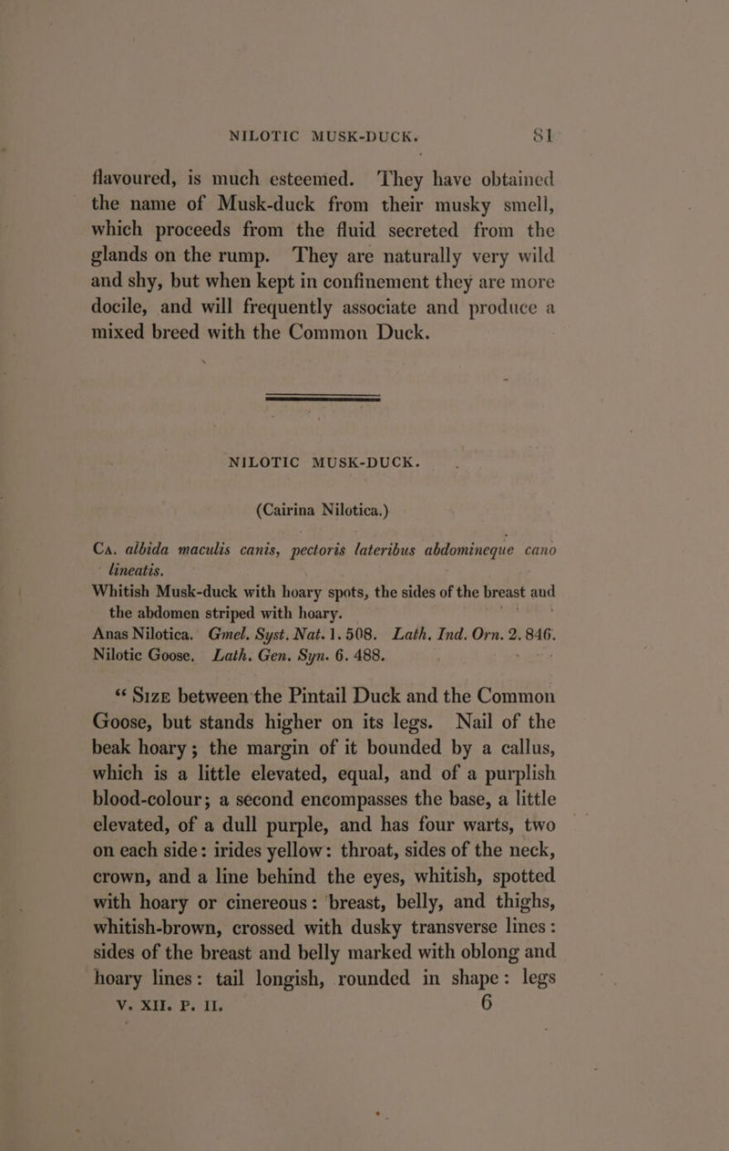 flavoured, is much esteemed. ‘They have obtained the name of Musk-duck from their musky smell, which proceeds from the fluid secreted from the glands on the rump. ‘They are naturally very wild and shy, but when kept in confinement they are more docile, and will frequently associate and produce a mixed breed with the Common Duck. \ NILOTIC MUSK-DUCK. (Cairina Nilotica.) Ca. albida maculis canis, pectoris lateribus aetonineliG, cano - lineatis. Whitish Musk-duck with hoary spots, the sides of the breast aud the abdomen striped with hoary. Anas Nilotica. Gmel. Syst. Nat. 1. 508. Lath, Ind. Orn. 2. 846. Nilotic Goose. Lath. Gen. Syn. 6. 488. ‘‘ SIZE hatween-the Pintail Duck and the Common Goose, but stands higher on its legs. Nail of the beak hoary; the margin of it bounded by a callus, which is a little elevated, equal, and of a purplish blood-colour; a second encompasses the base, a little elevated, of a dull purple, and has four warts, two on each side: irides yellow: throat, sides of the neck, crown, and a line behind the eyes, whitish, spotted with hoary or cinereous: ‘breast, belly, and thighs, whitish-brown, crossed with dusky transverse lines : sides of the breast and belly marked with oblong and hoary lines: tail longish, rounded in shape: legs West, P. Ir. 6